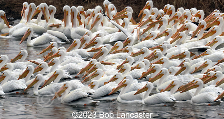 50+ American White Pelicans 3/4/23 on the Coralville Reservoir, there were at least 400 in this group