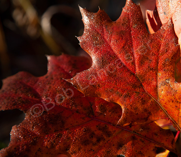 Fall leaves showing off their bright red colors