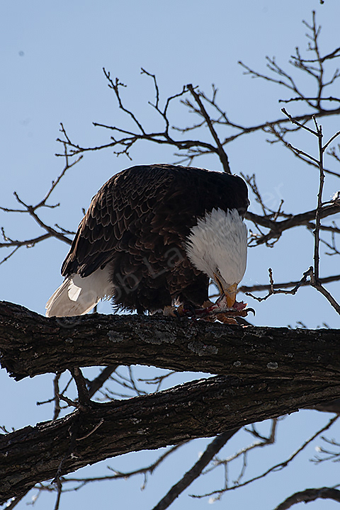 Eagle with dinner, L+D #14