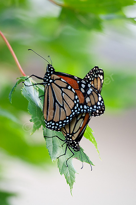 Monarchs matting