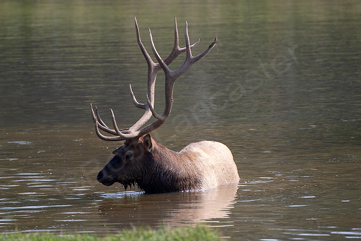 Elk LCC Pinicon Ridge Park