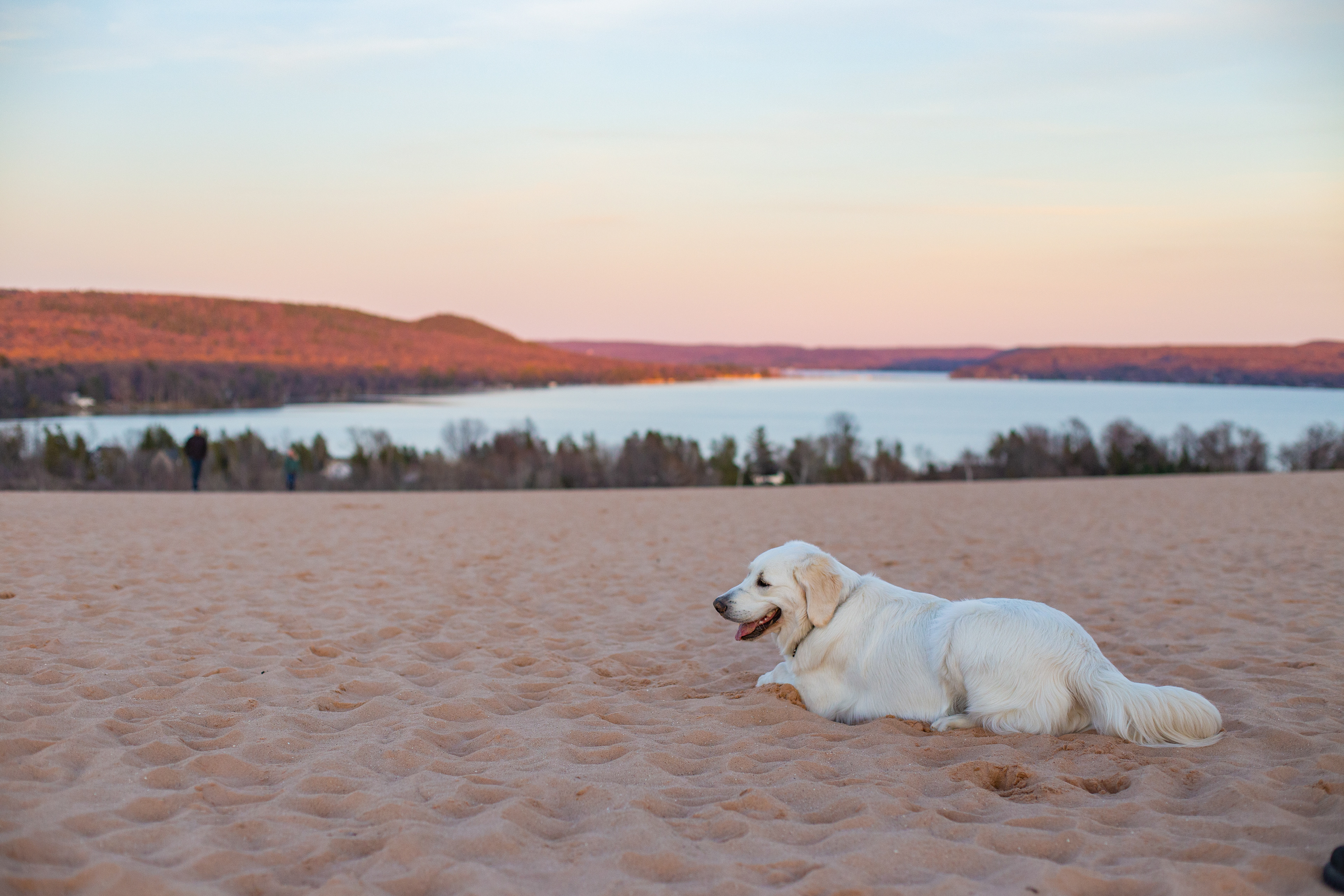dog//traverse city