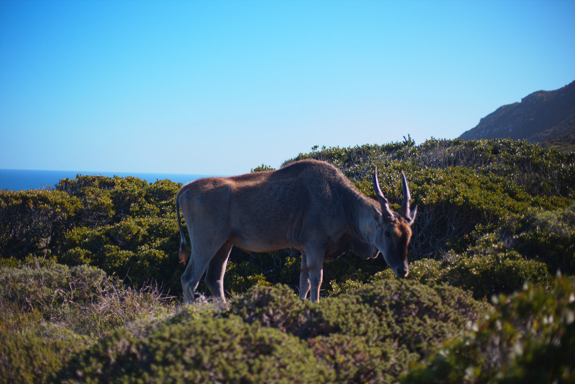 Eland spotted near Cape Point