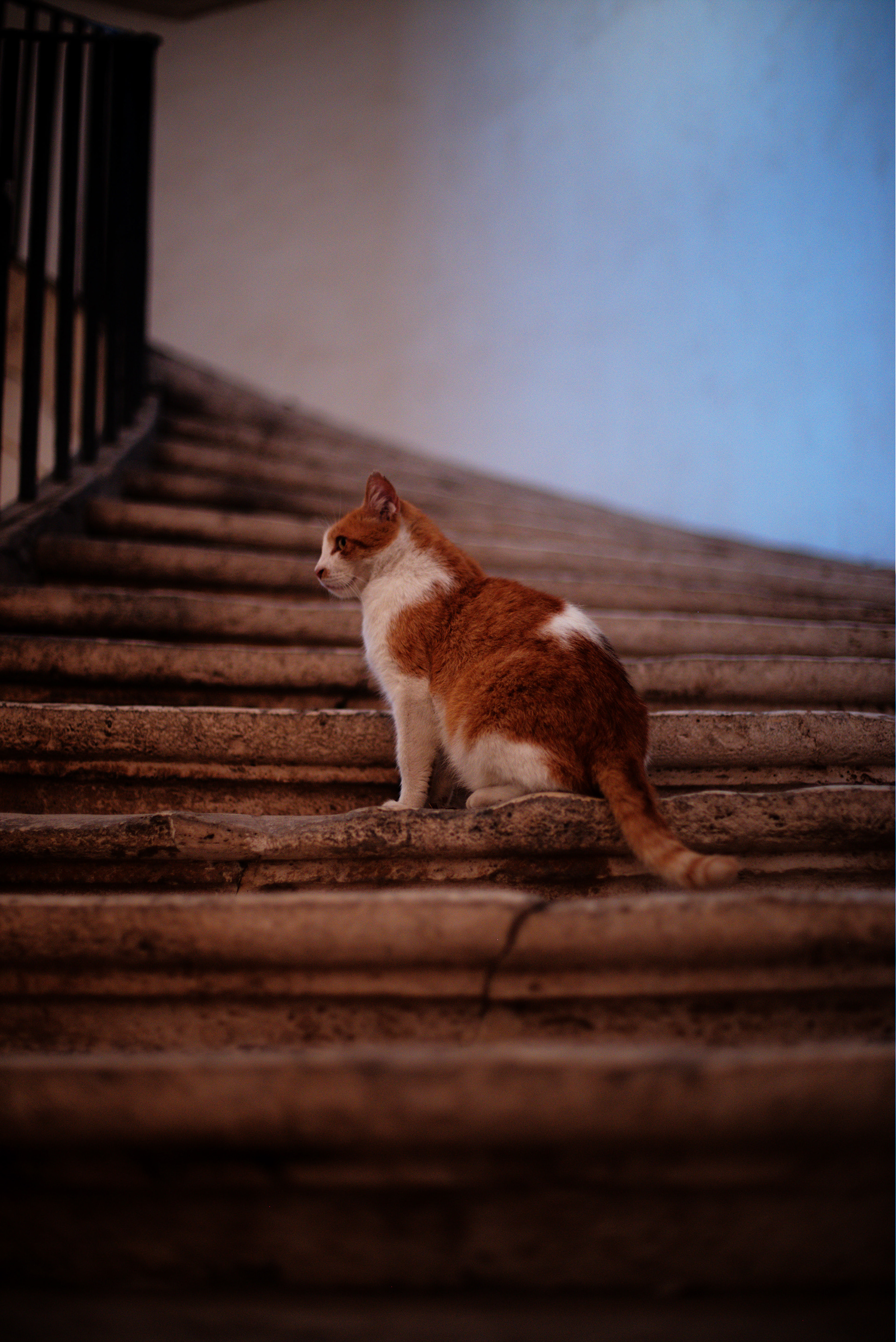 cat//aug '18
