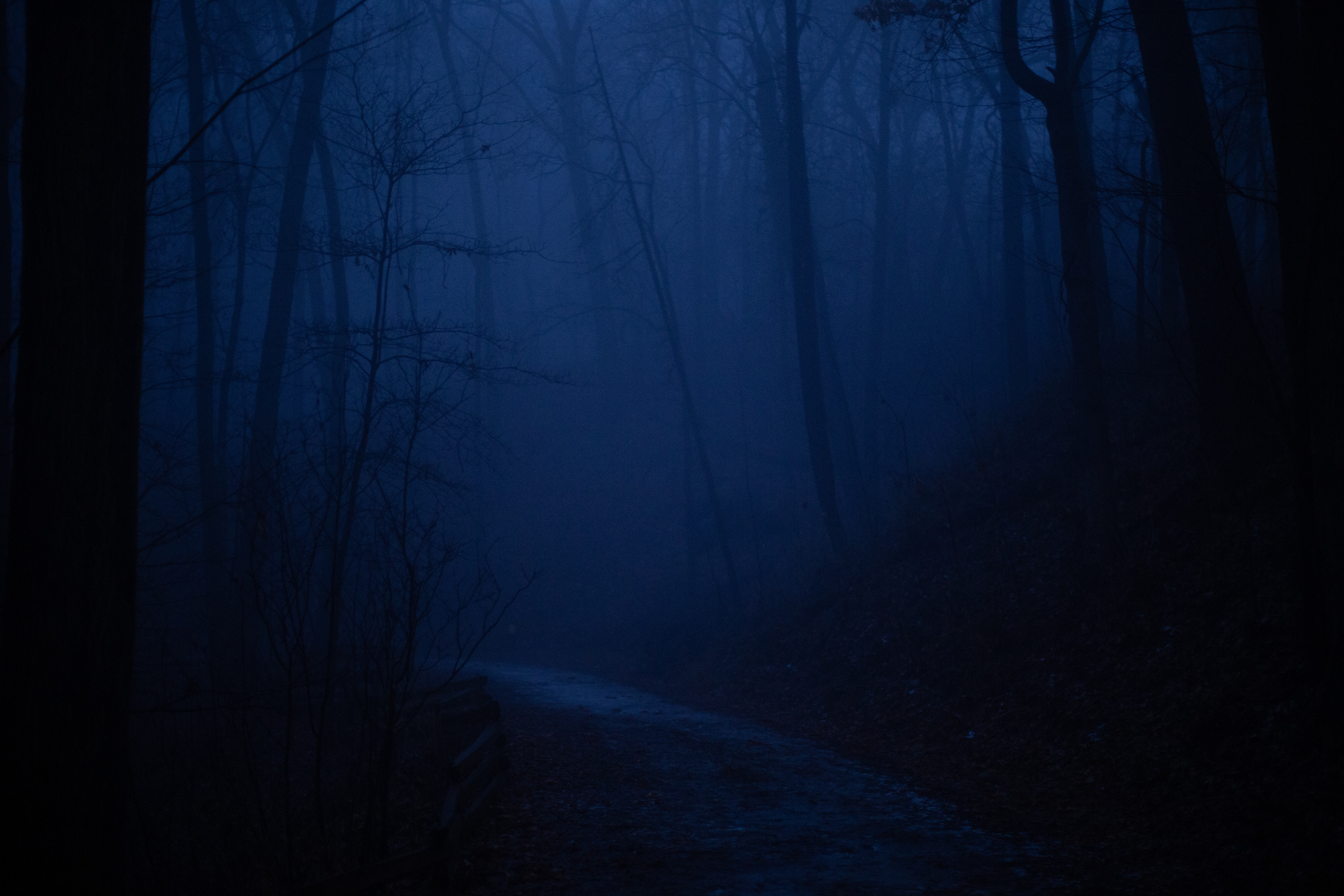 The Arb around 8pm//2019