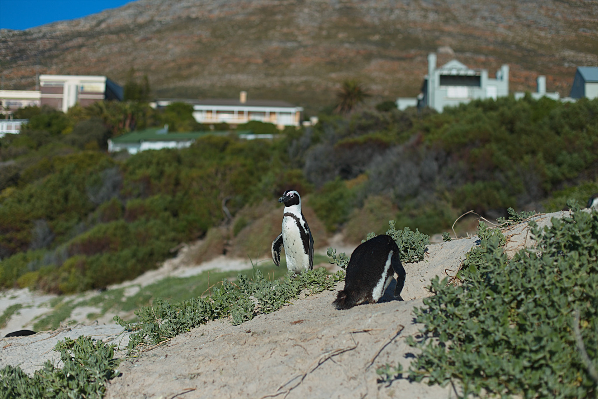 Penguins at Boulder Beach