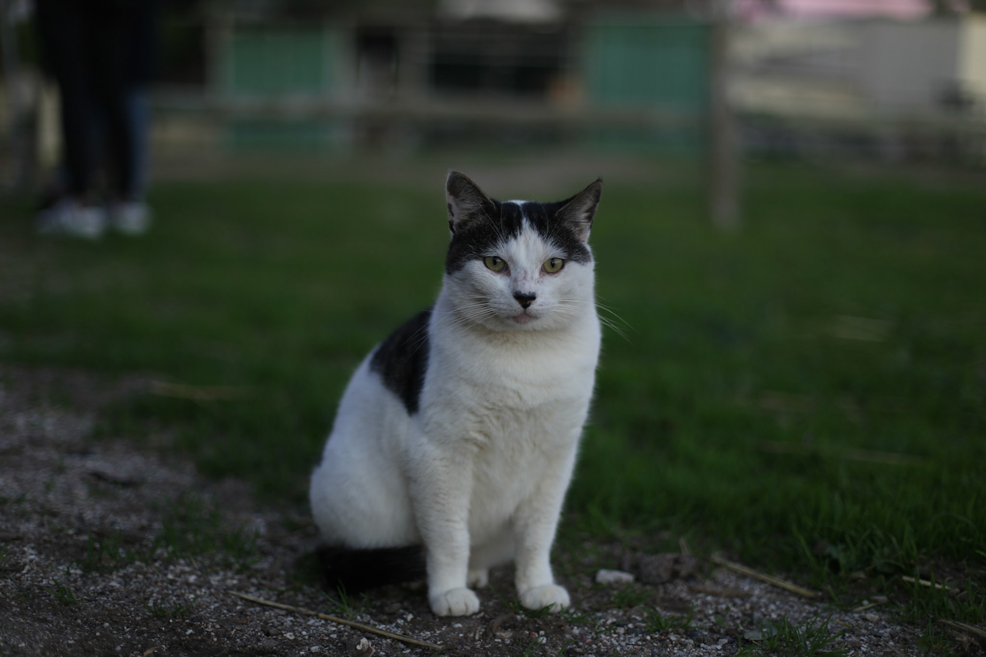 Random cat at Noordhoek