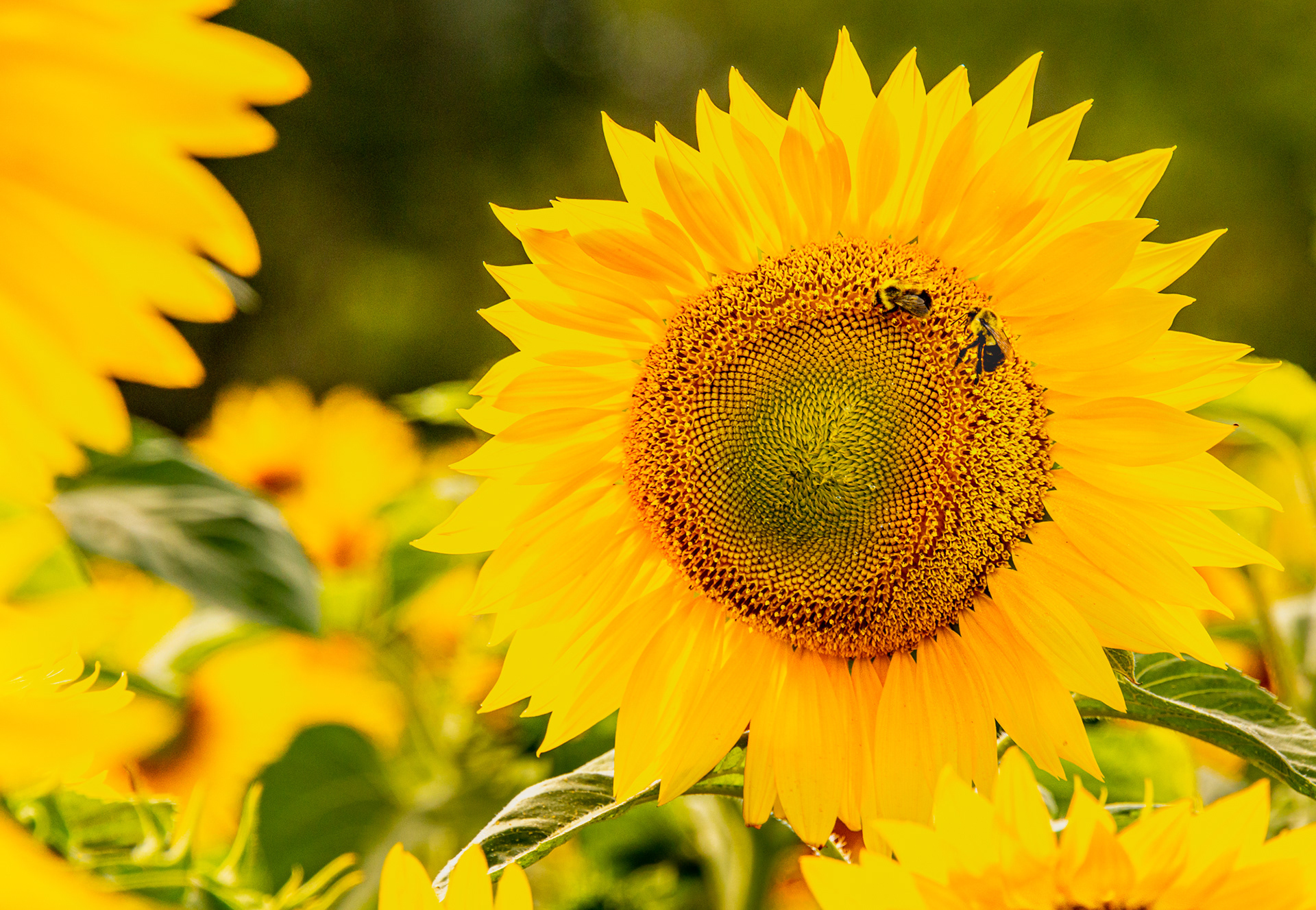 Something Yellow