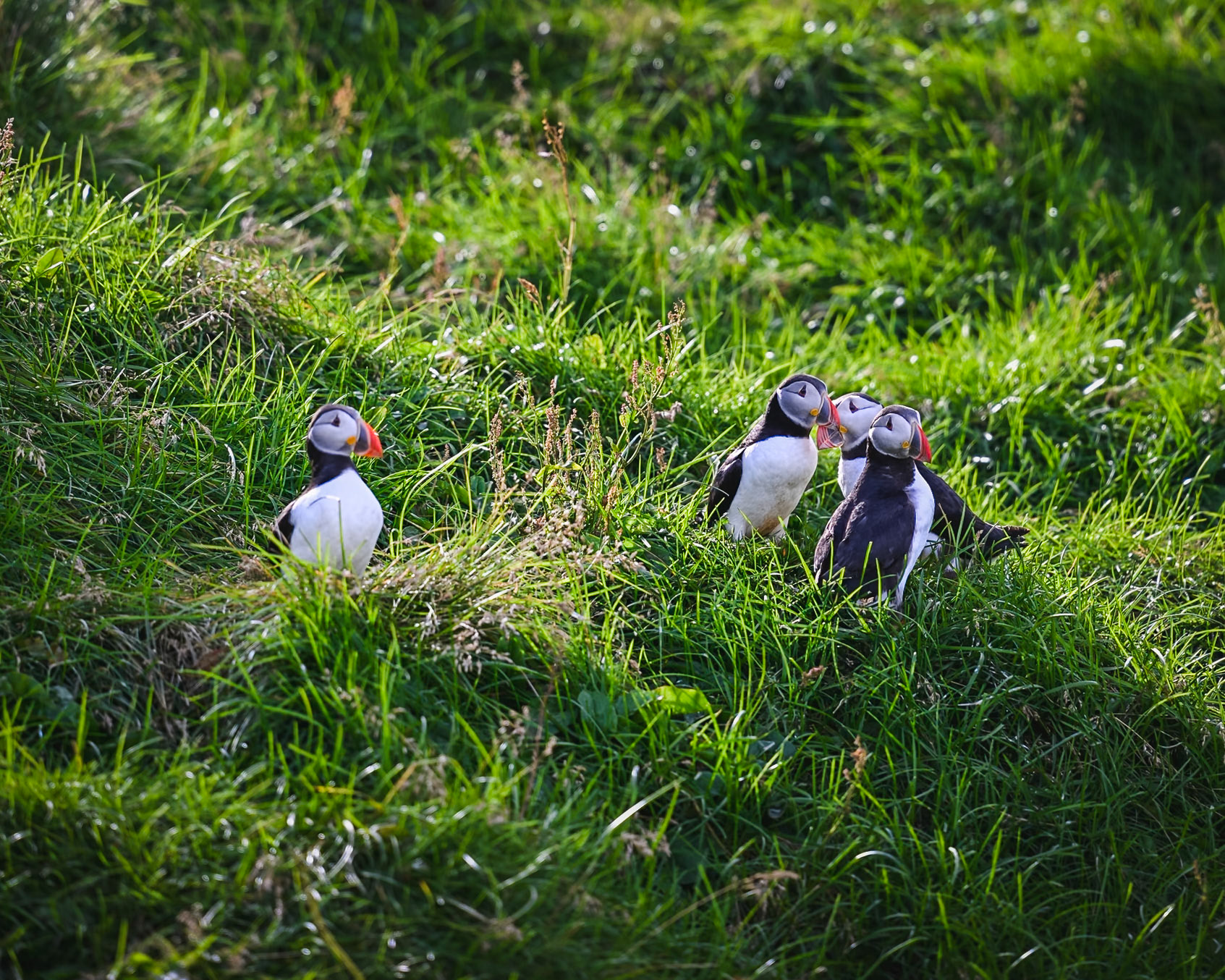 Vestmannaeyjar, Iceland