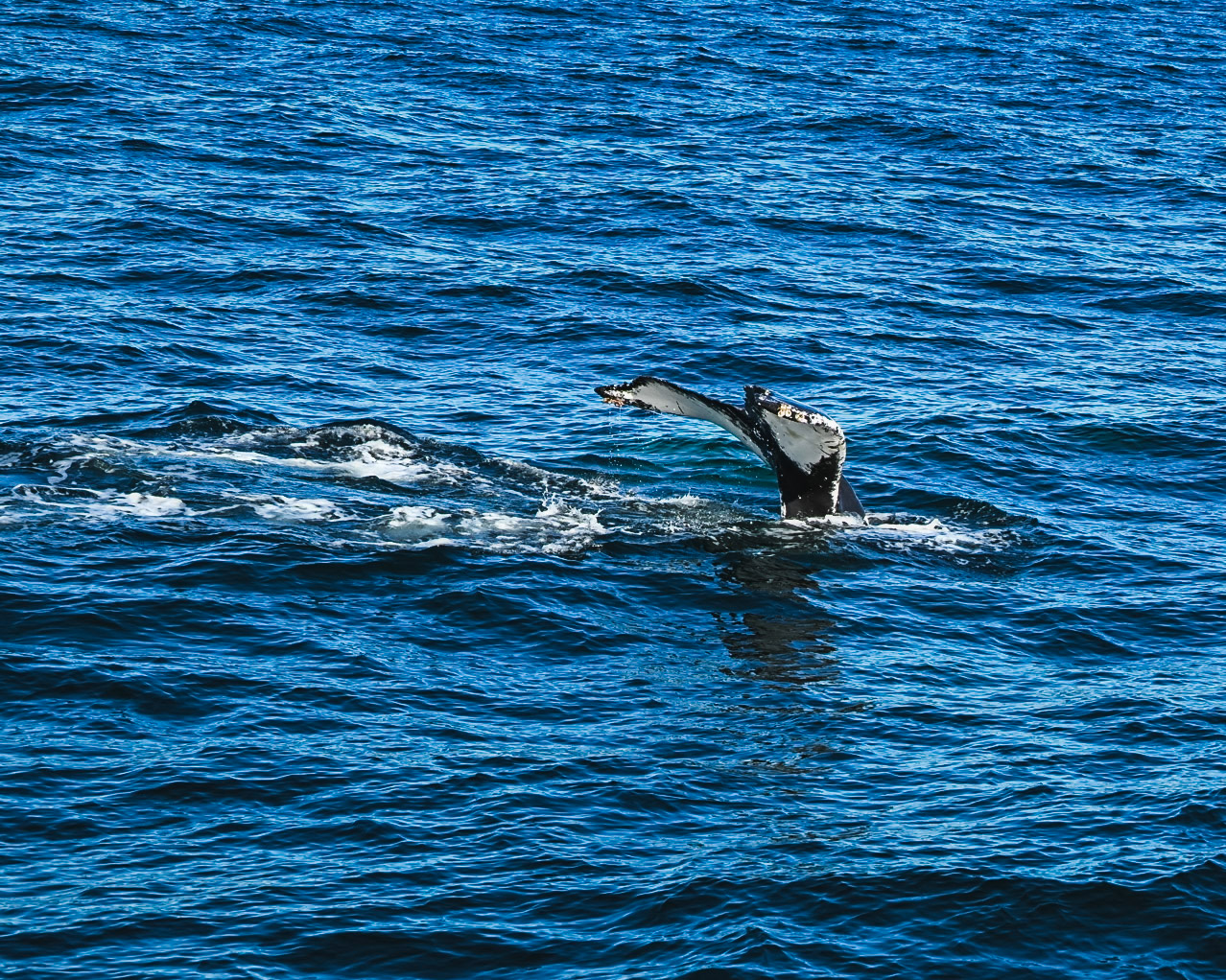 North Atlantic, Iceland