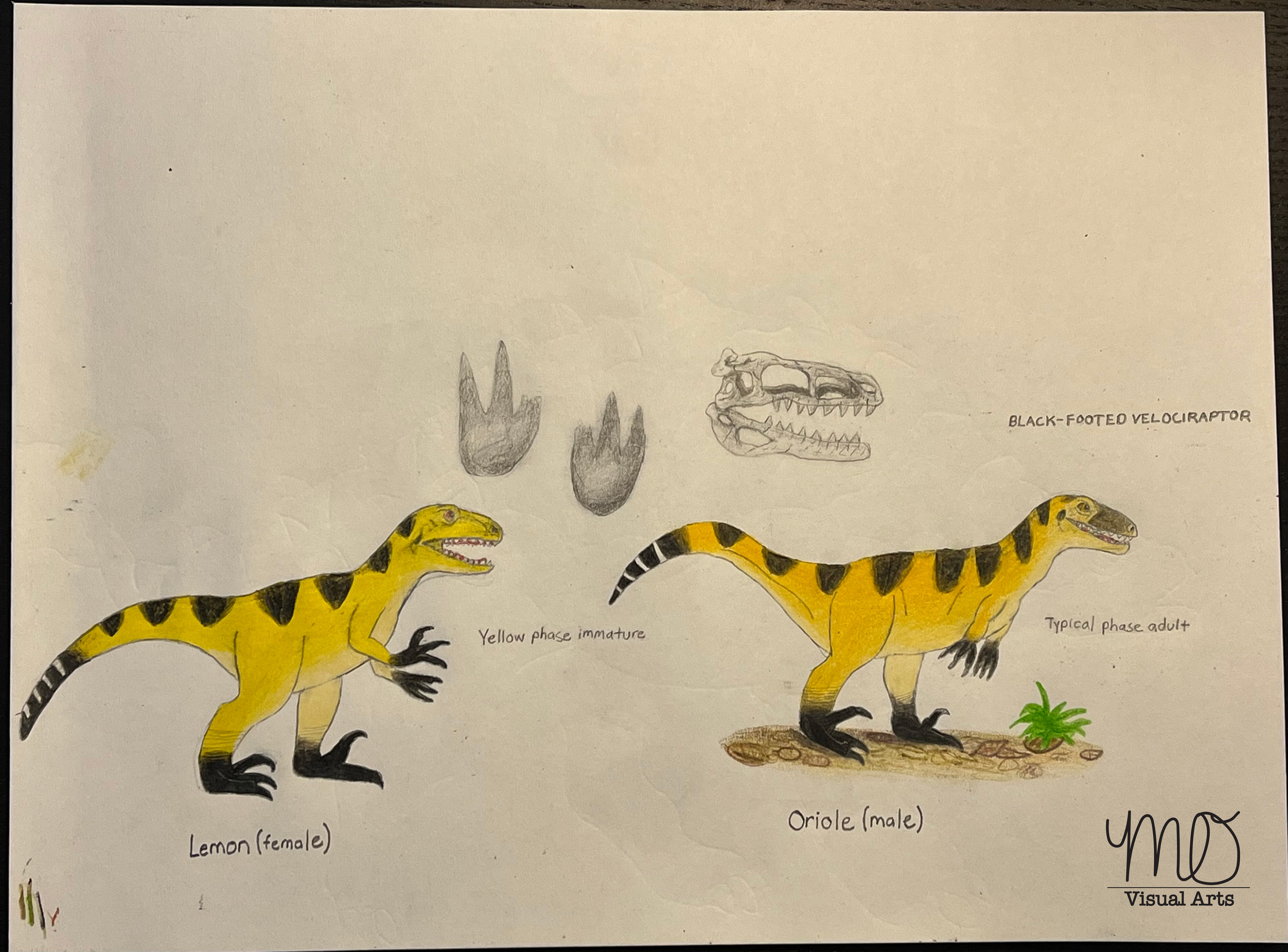 Lemon, Oriole and their species ID page. They are both color variations of a dromeosaur species I came up with called a Black-Footed Velociraptor. There currently isn't much to these characters now other than they're a pair and act as pets to giant gorillas.