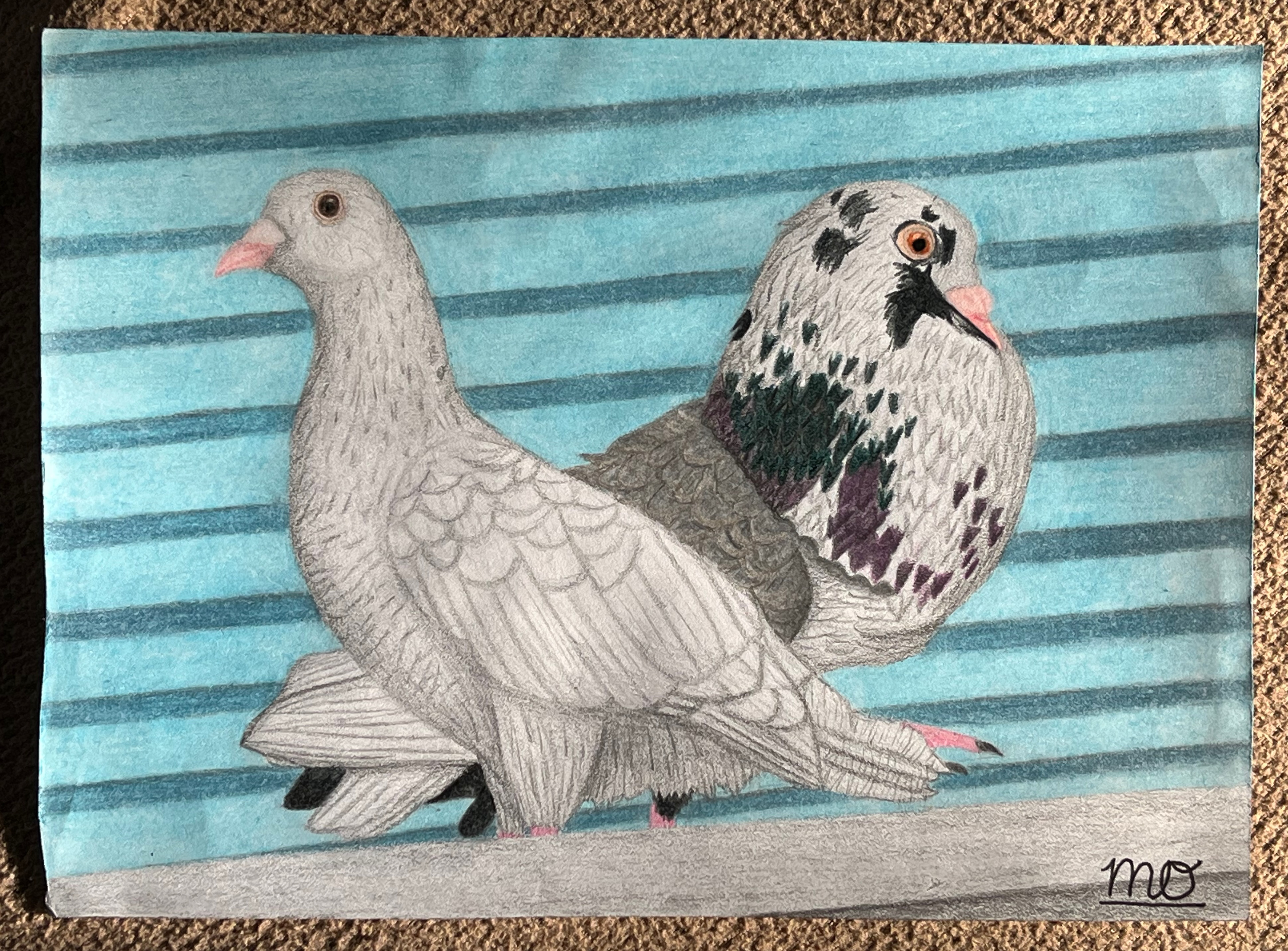 Courting Feral Pigeons
