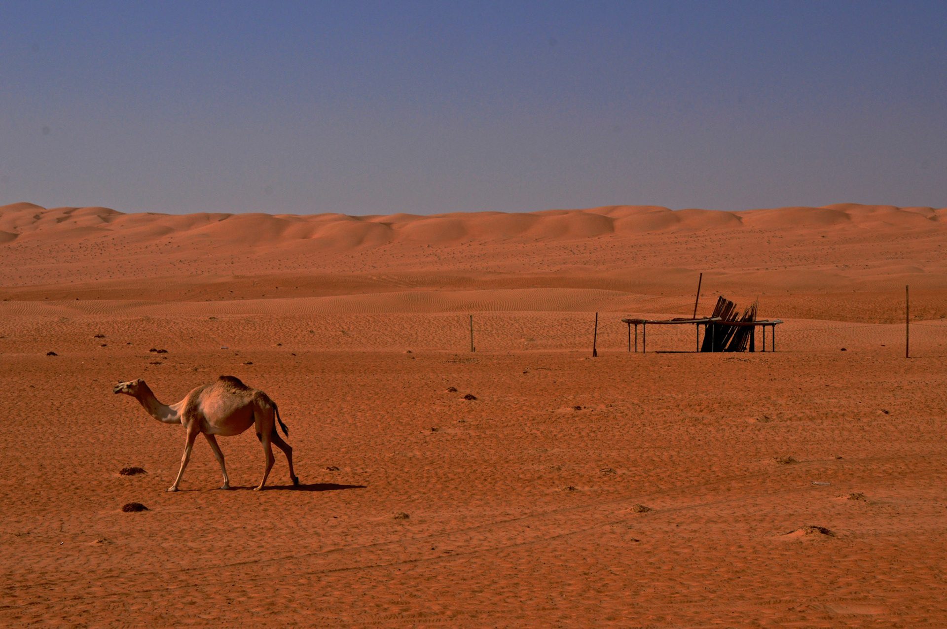 Sharqiya (Wahiba) Sands