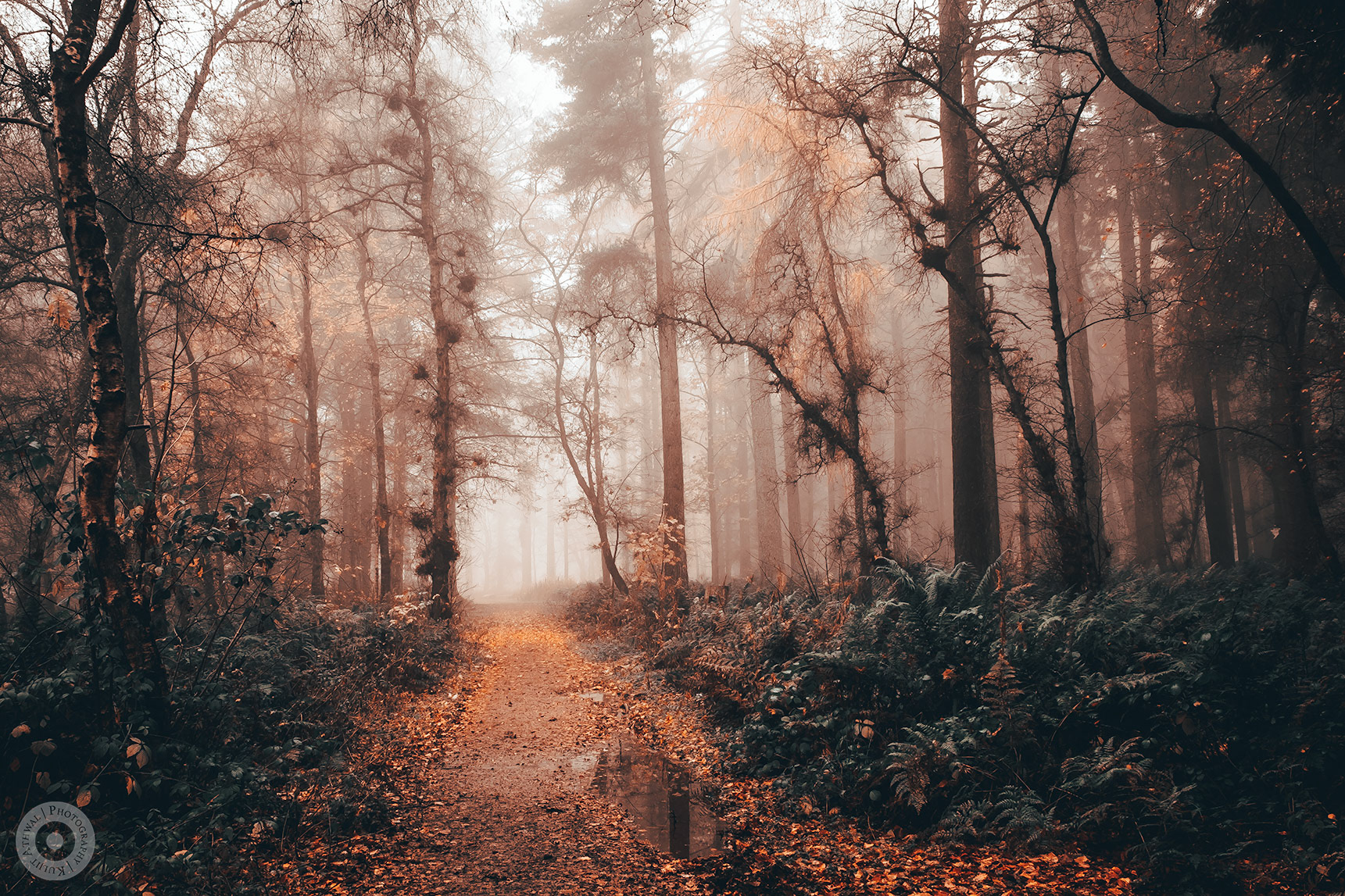 Misty Woods