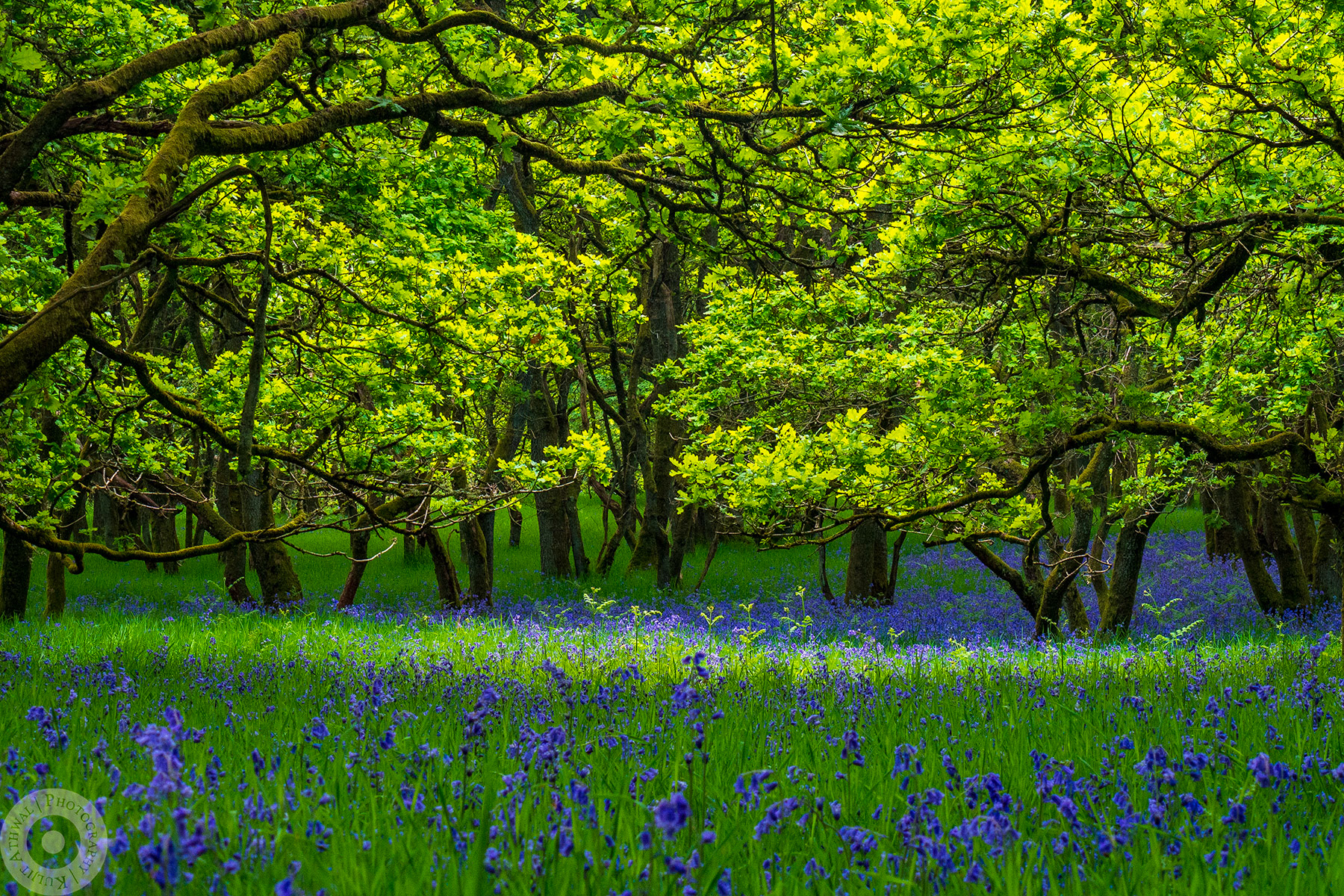 Bluebell Forest