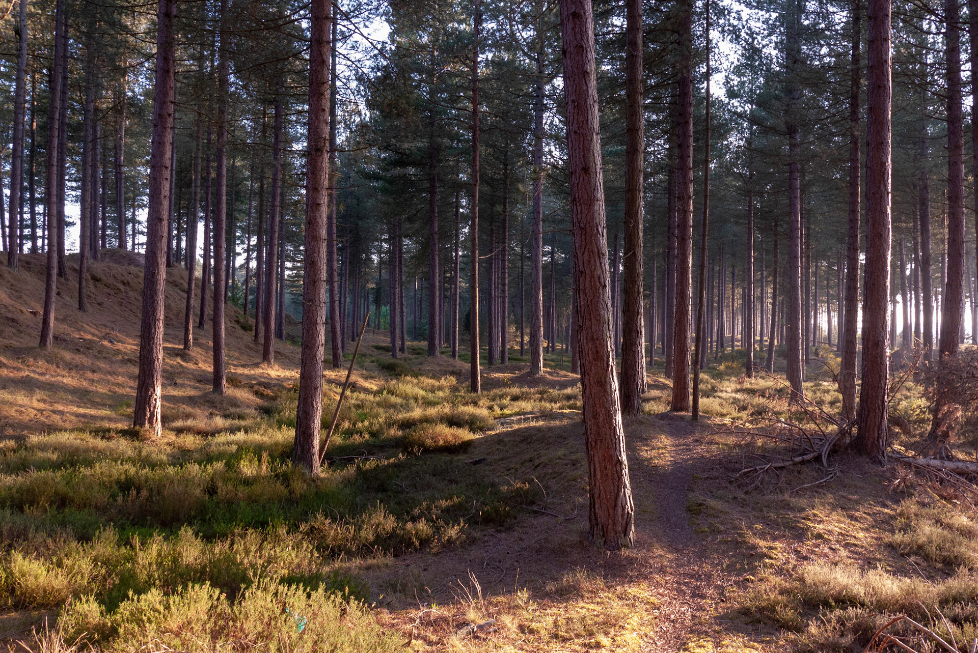 Tentsmuir Forest