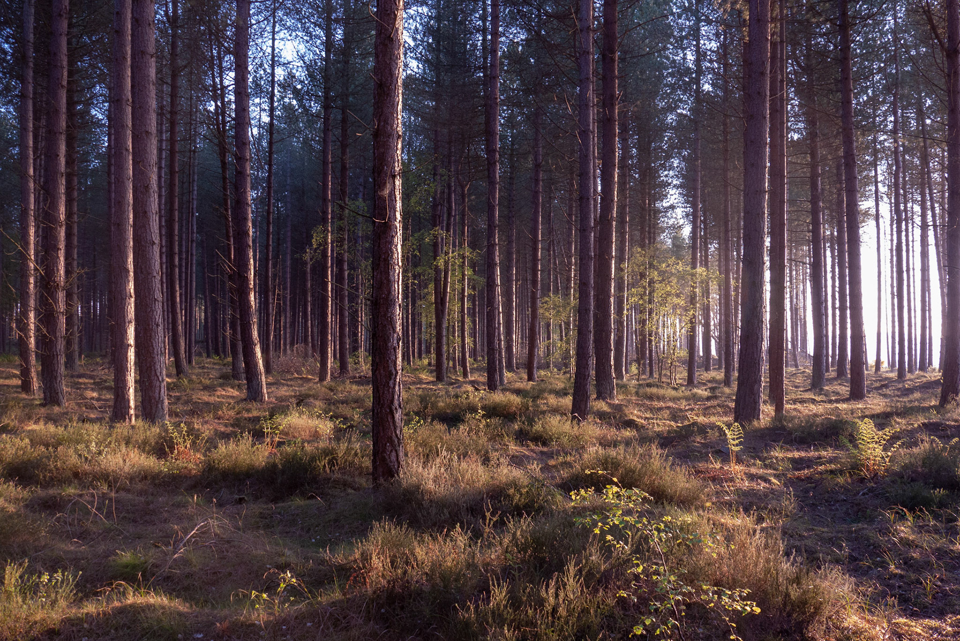Tentsmuir Forest