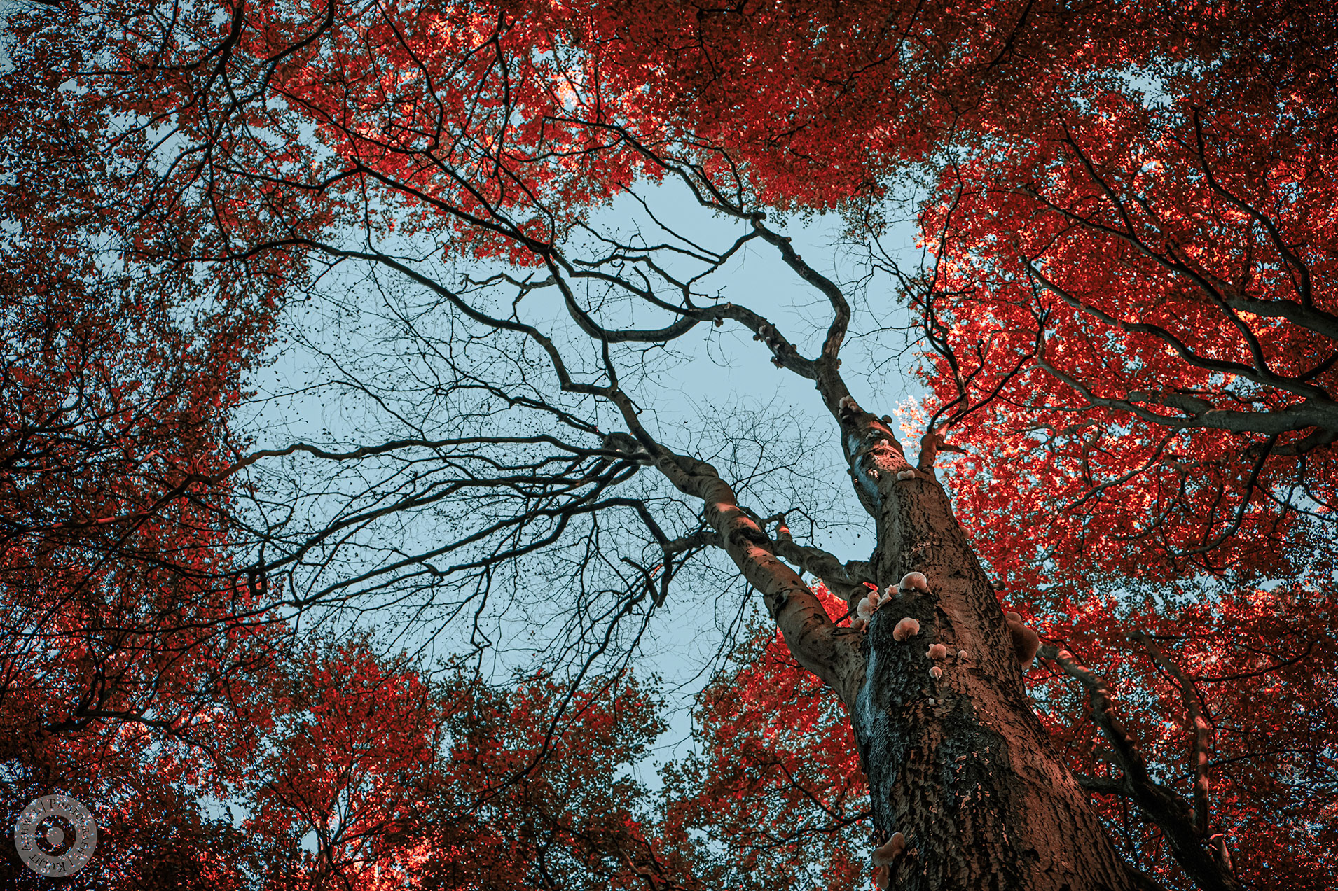 Blood Blossom