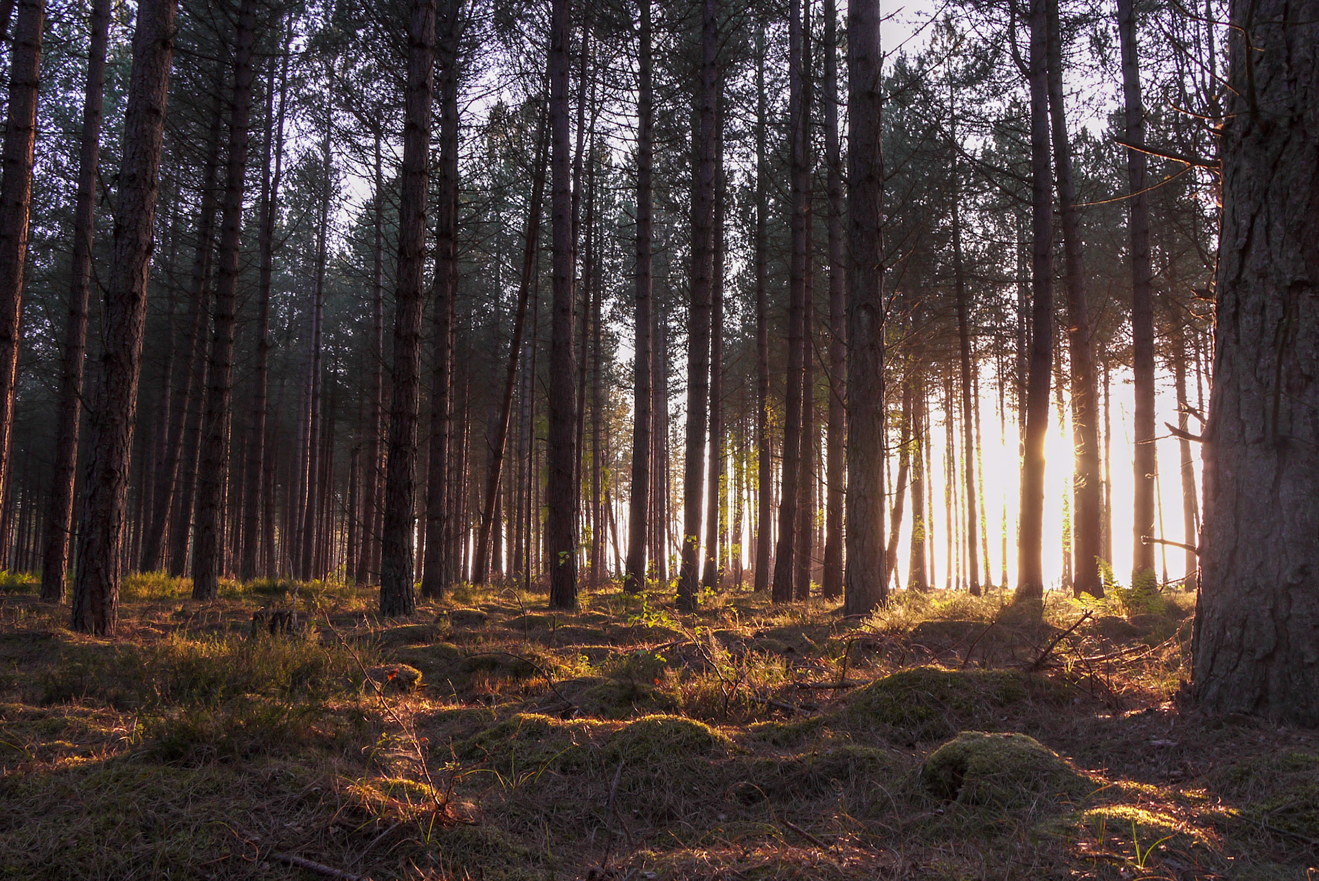 Tentsmuir Forest