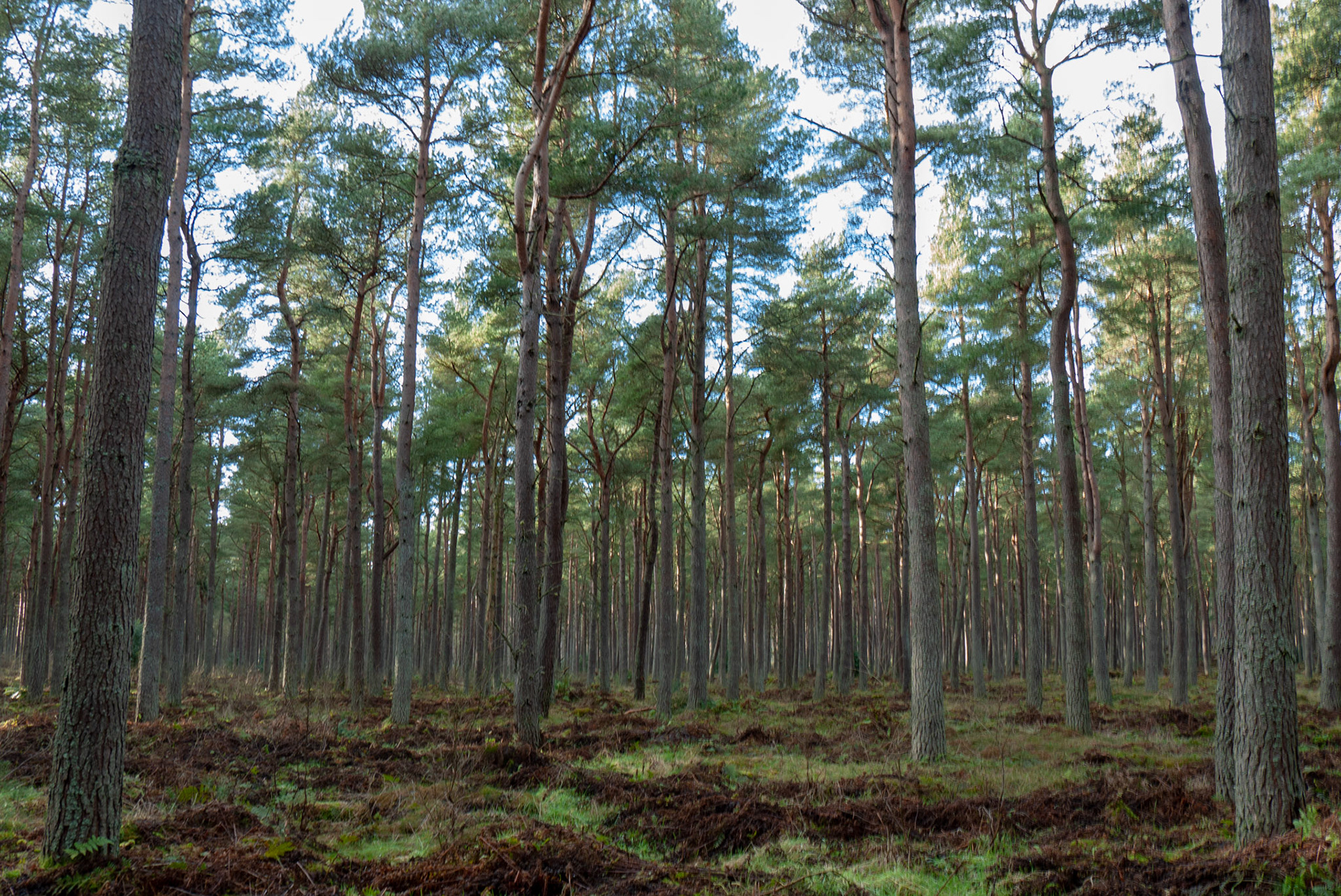 Tentsmuir Forest