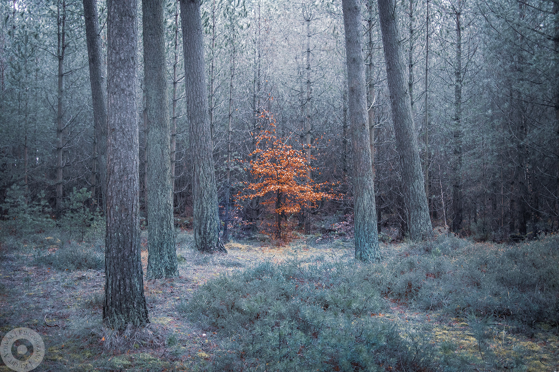 Not Given up on Autumn