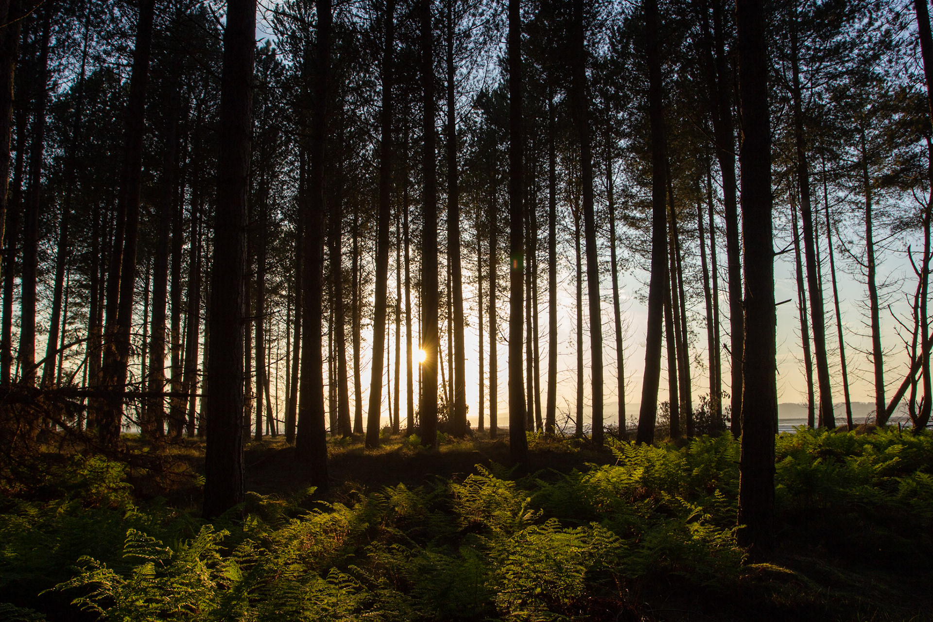 Tentsmuir Forest