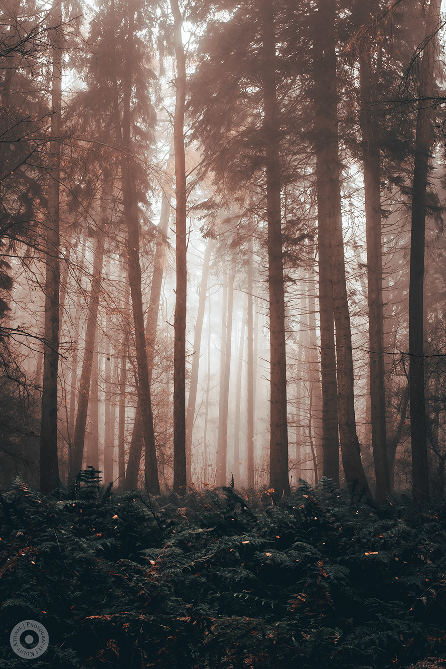 Misty Woods