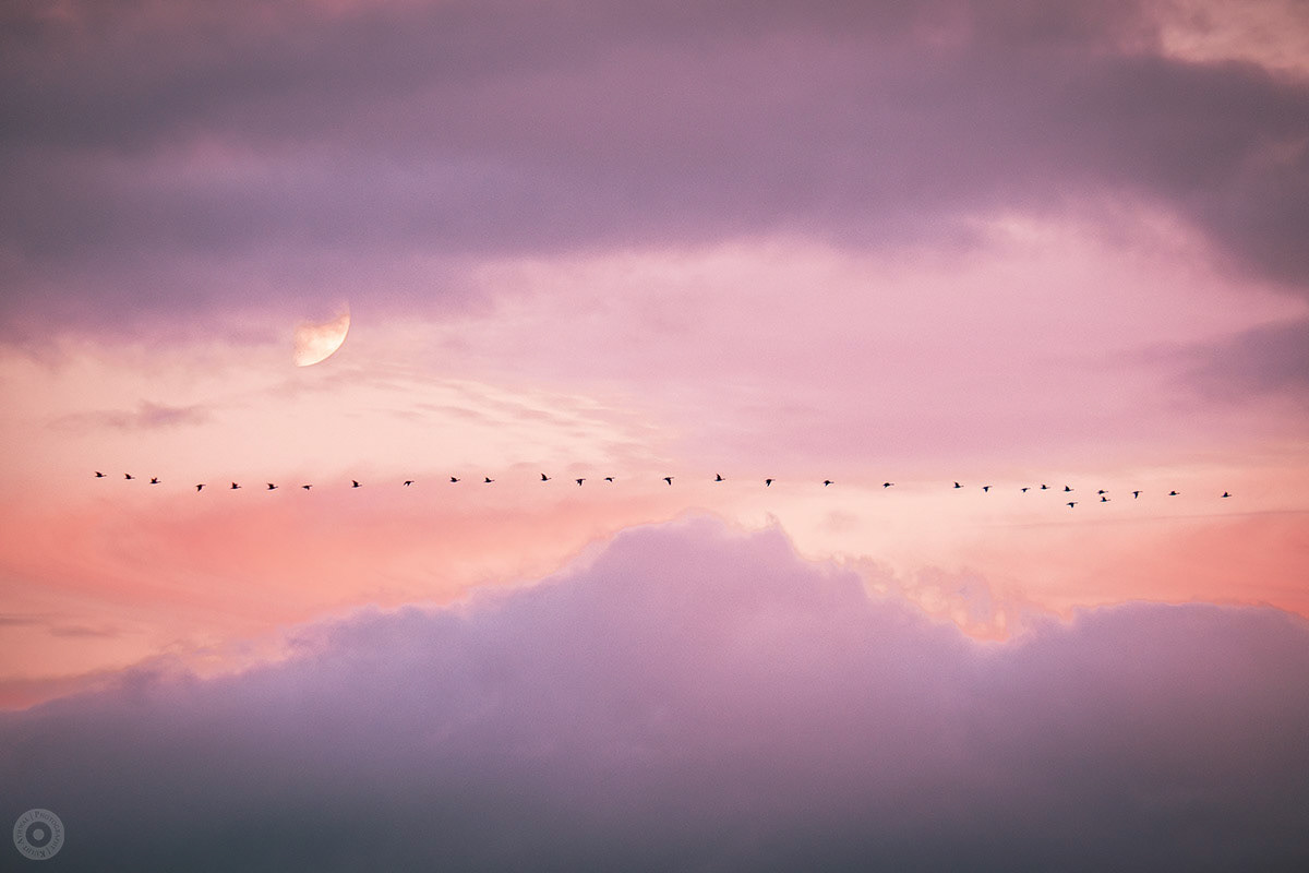 Slessor Gardens Ferris Wheel