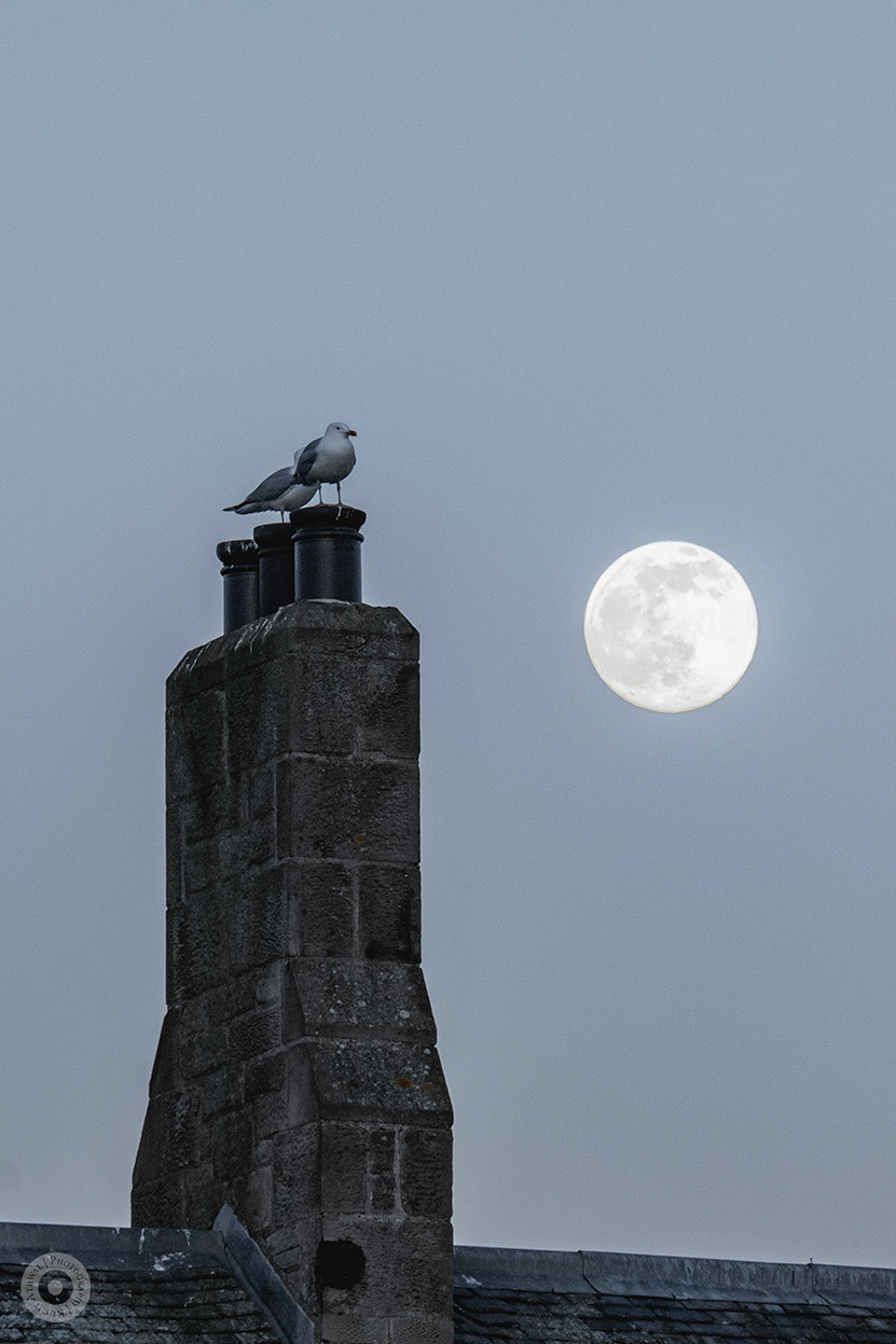 In the Moonlight