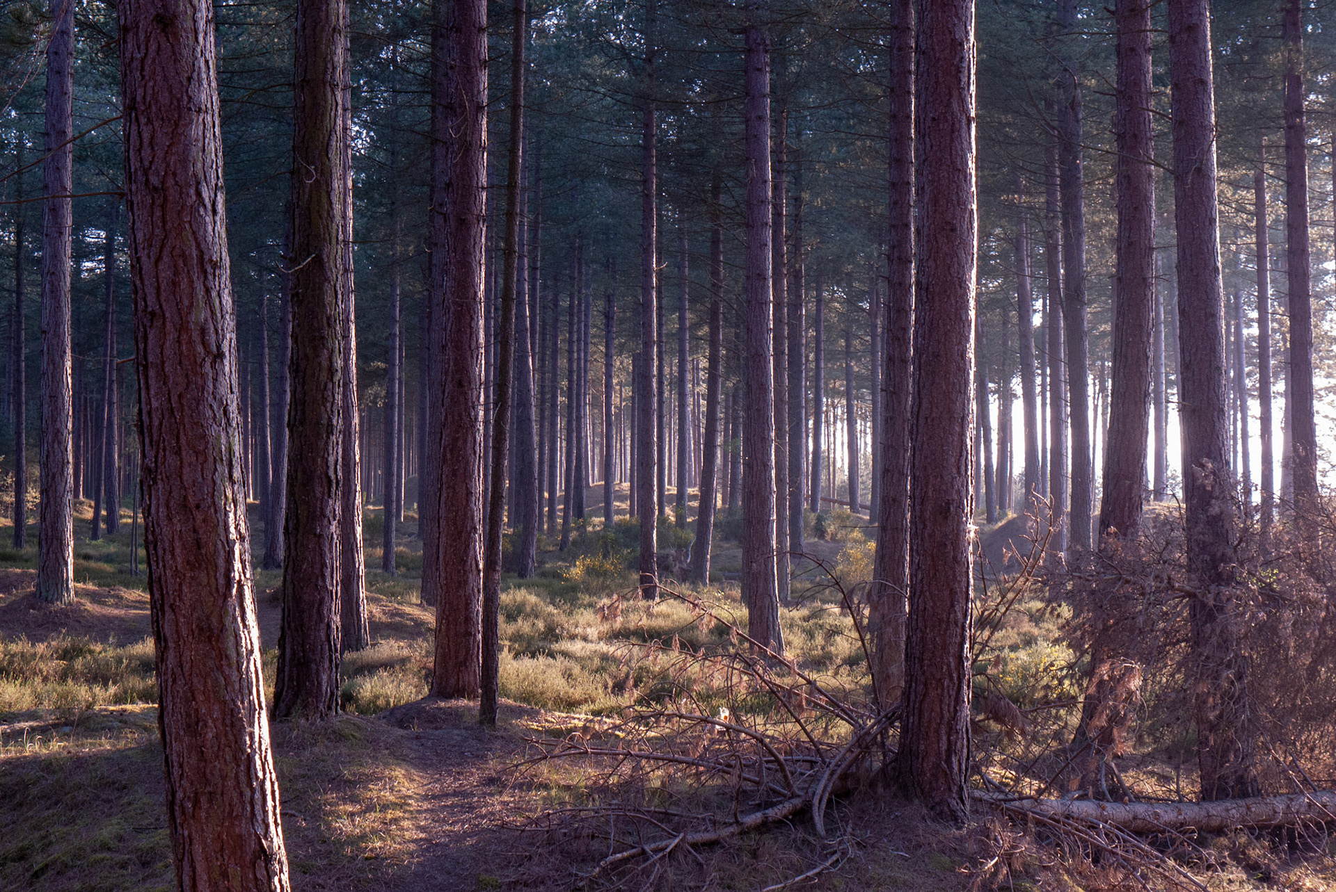Tentsmuir Forest