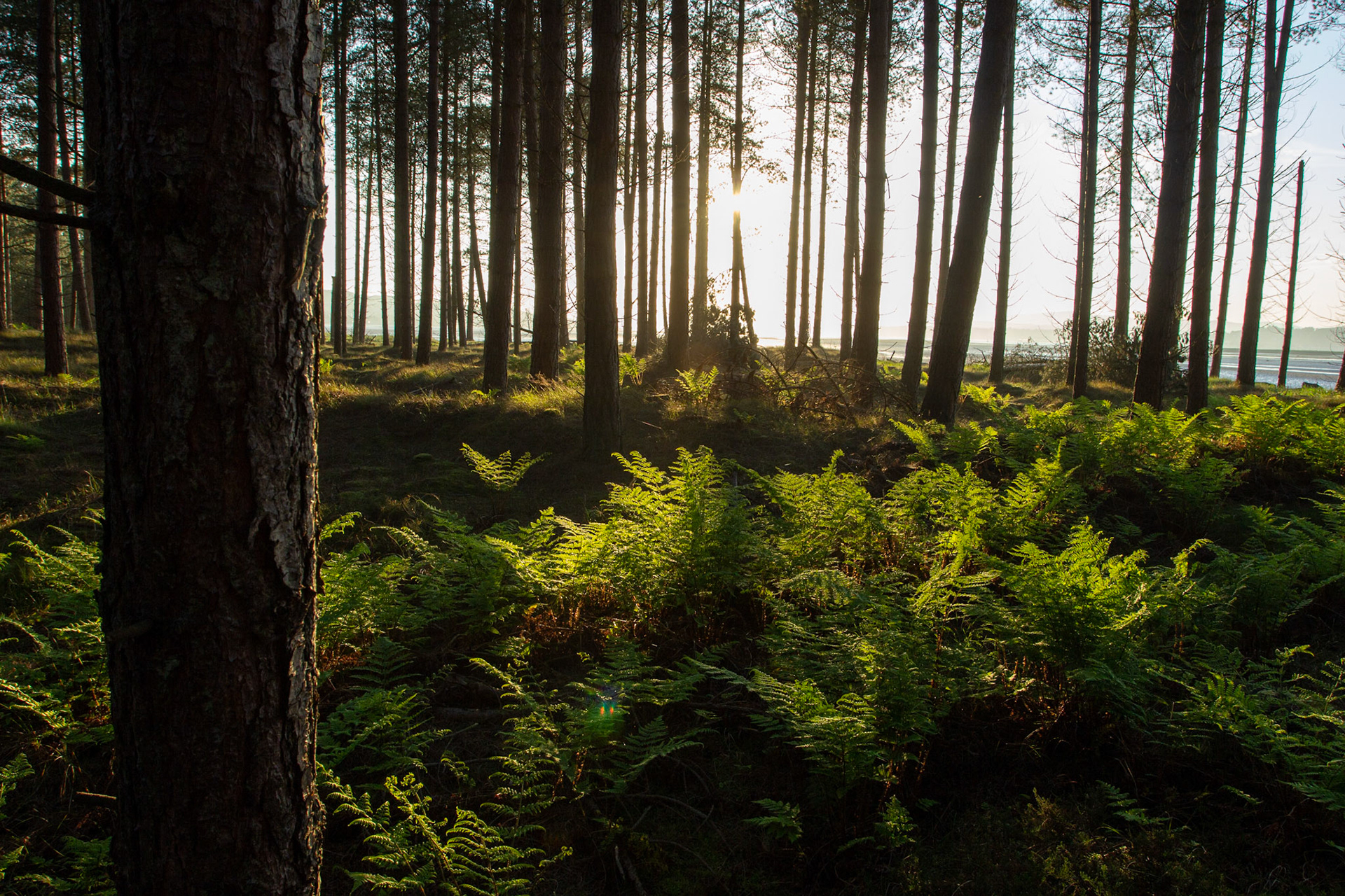 Tentsmuir Forest