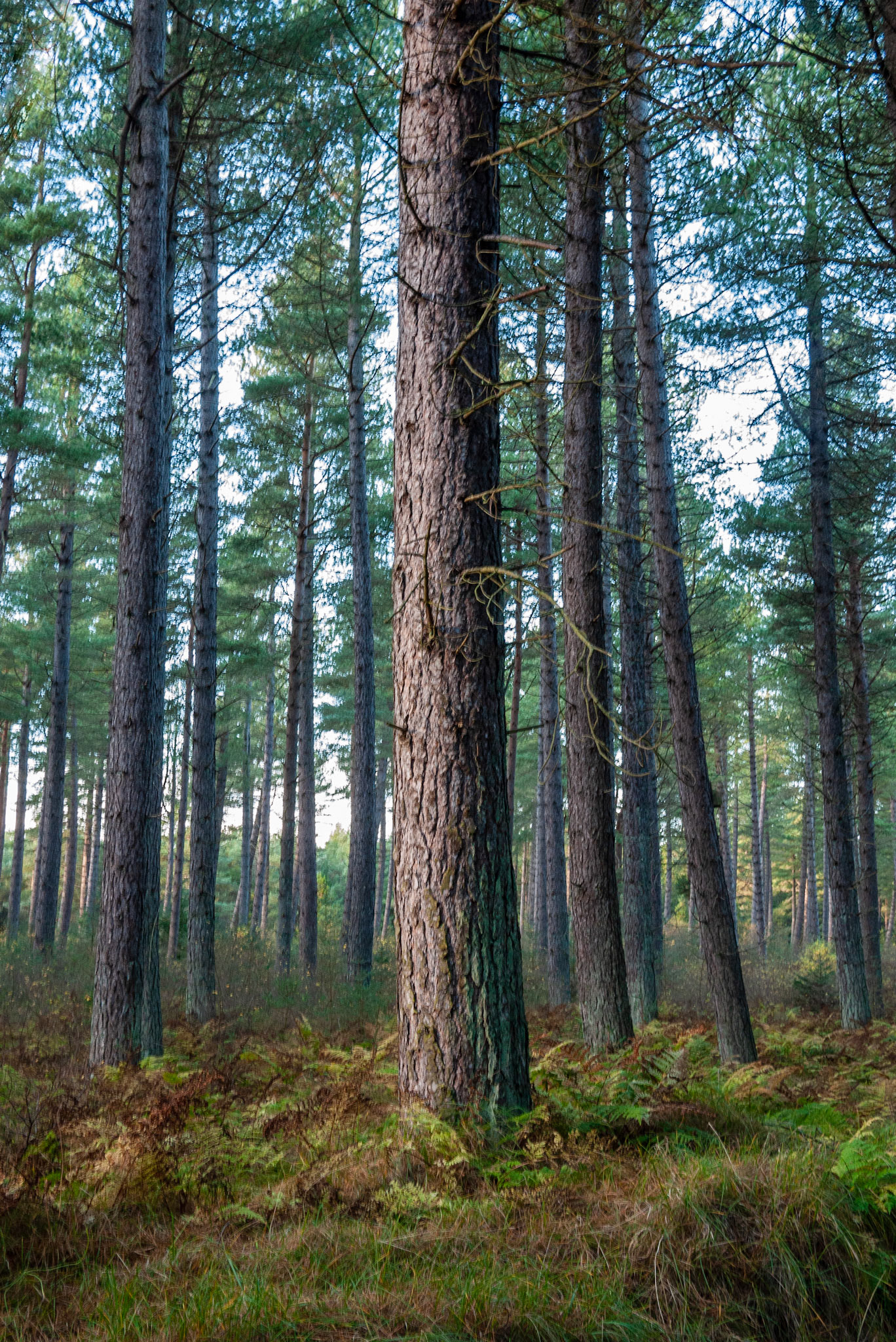 Tentsmuir Forest