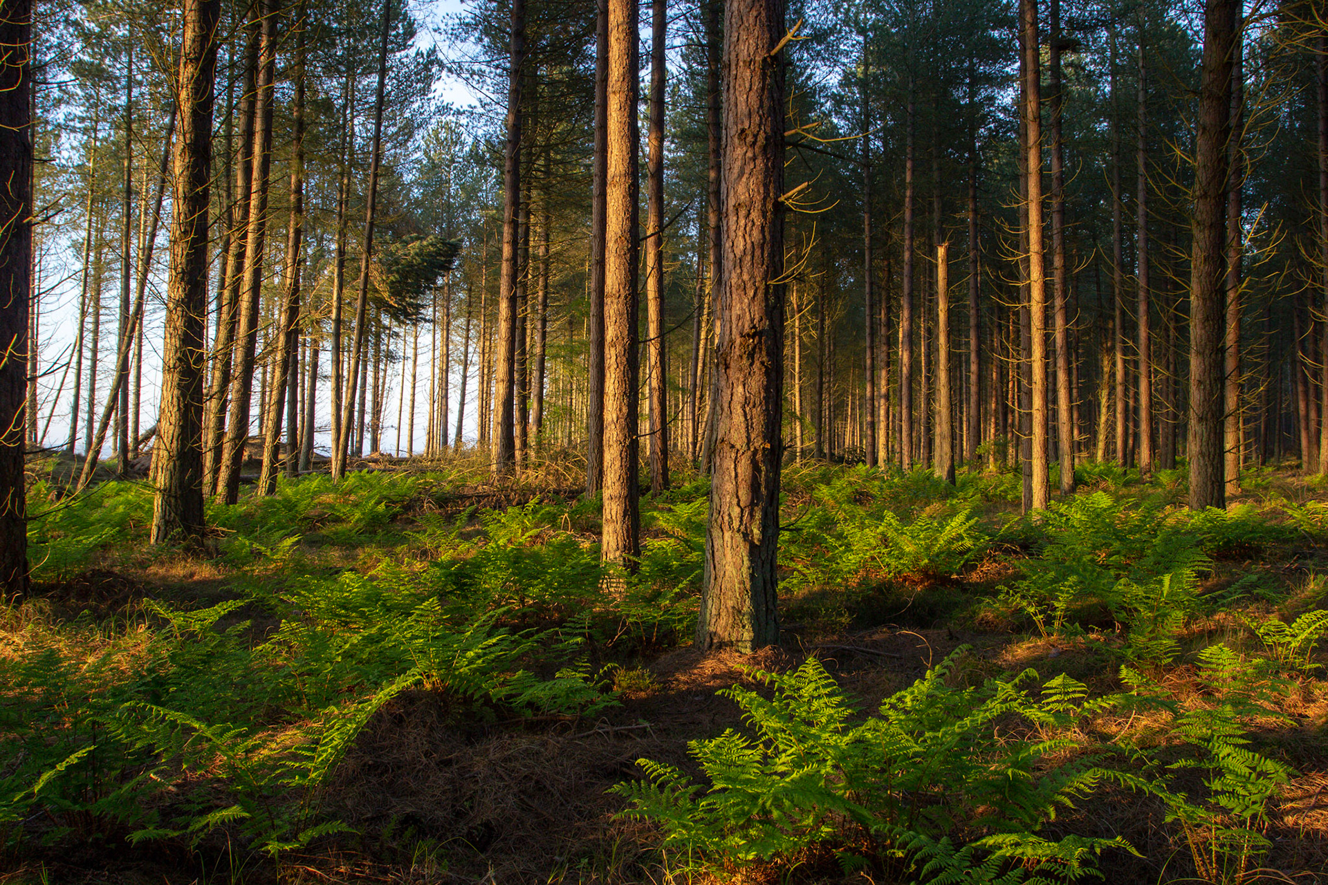 Tentsmuir Forest