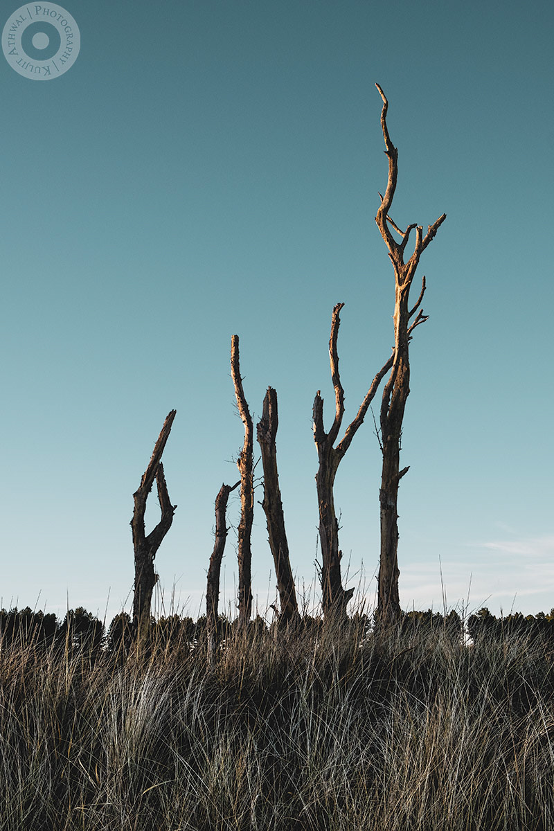 Brittle trees on Tentsmuir Beach. Natural monuments to this incredible nature reserve. Head over heels for the light hitting these as they stand proud above the dunes and tall grass. You can see the tops of the trees of Tentsmuir Forest in the background. What a beautiful December day. In fact, the last day of 2019.