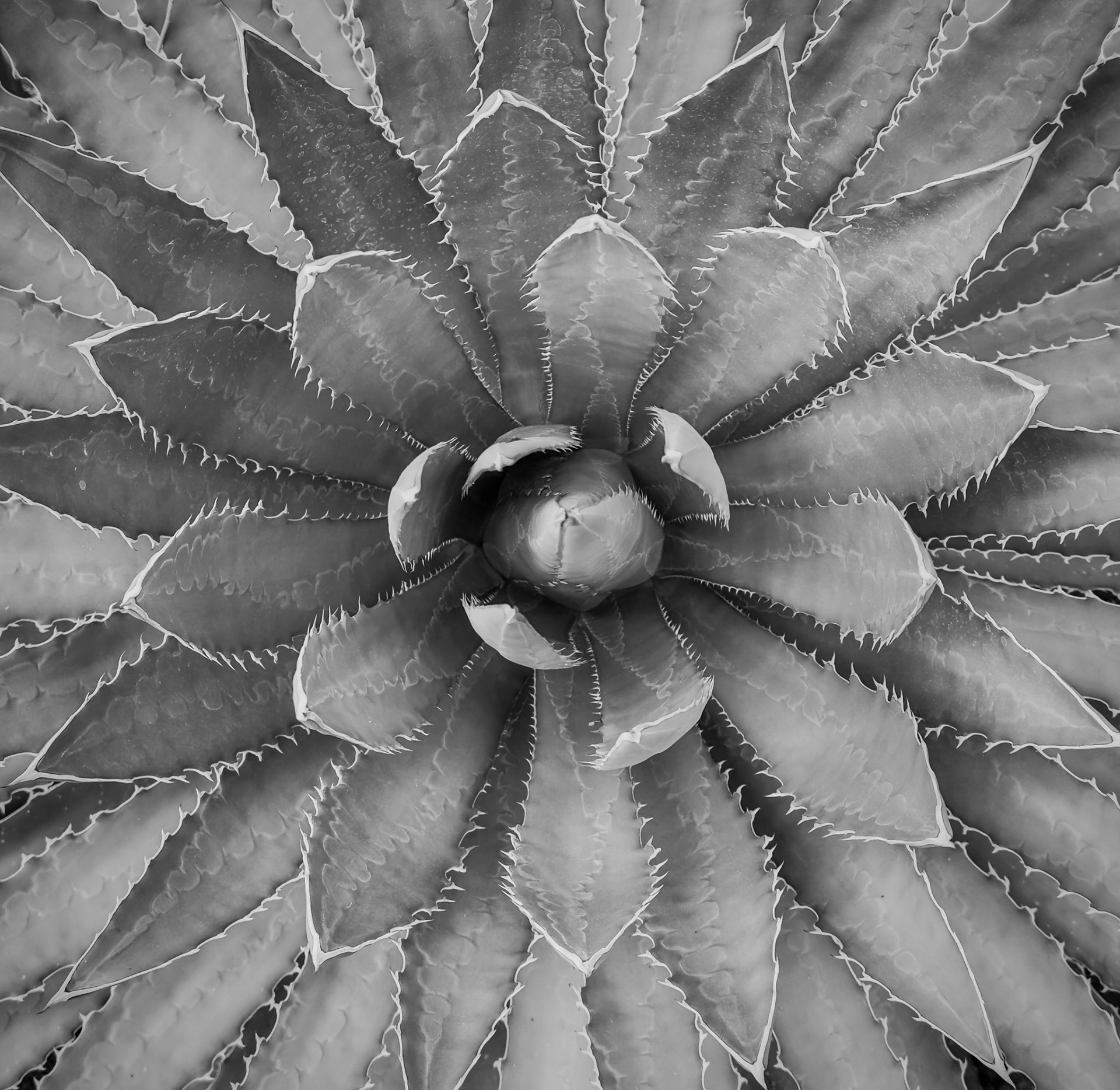 19.) Textures: Blue Moon Agave