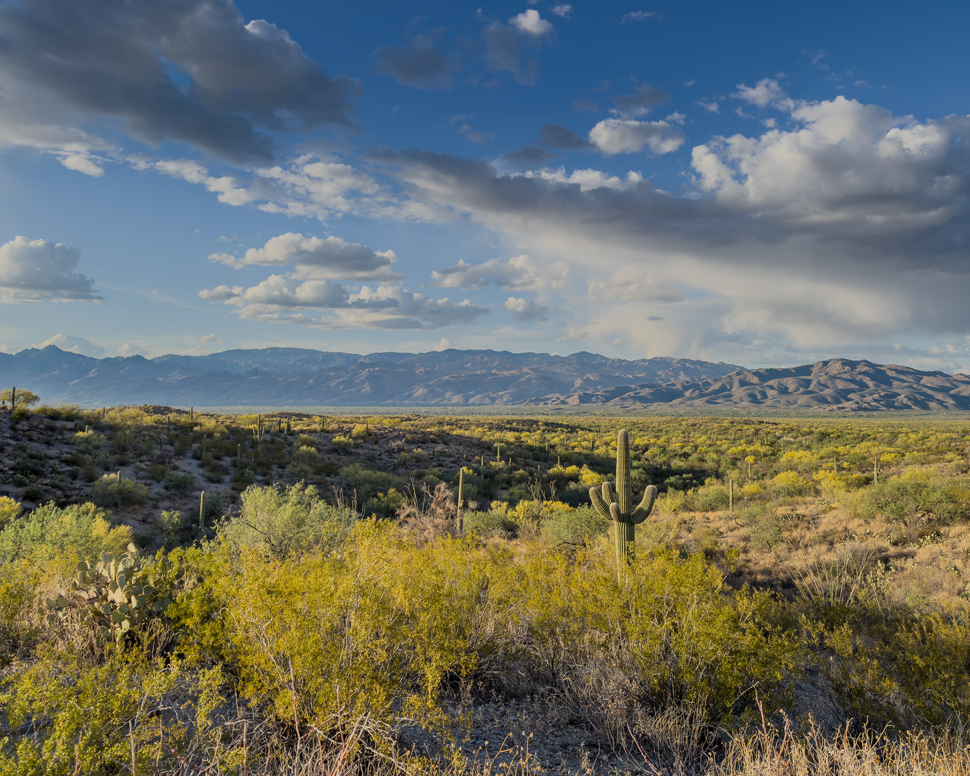 1.) Sun-Kissed Saguaro