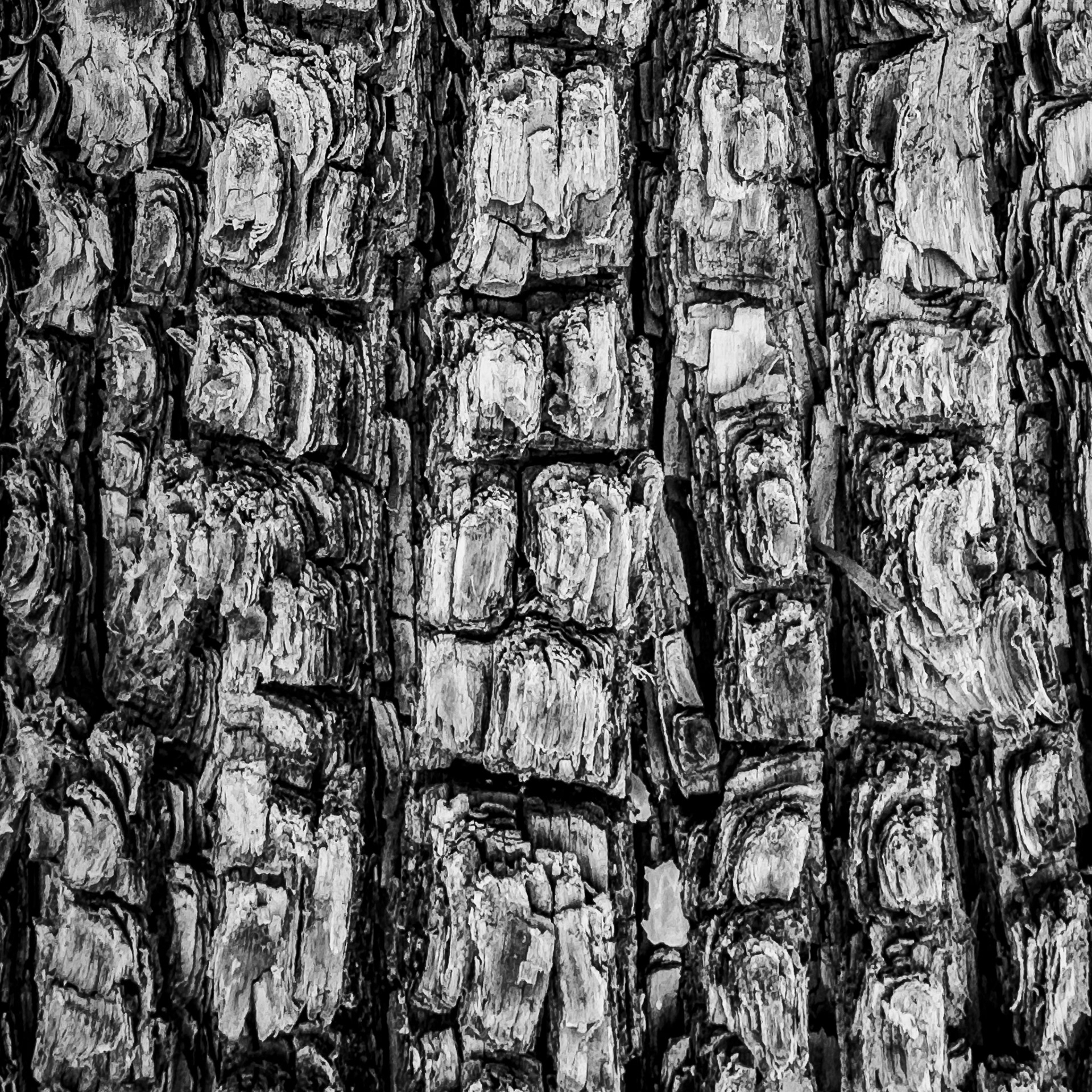 23.) Textures: Alligator Juniper Bark