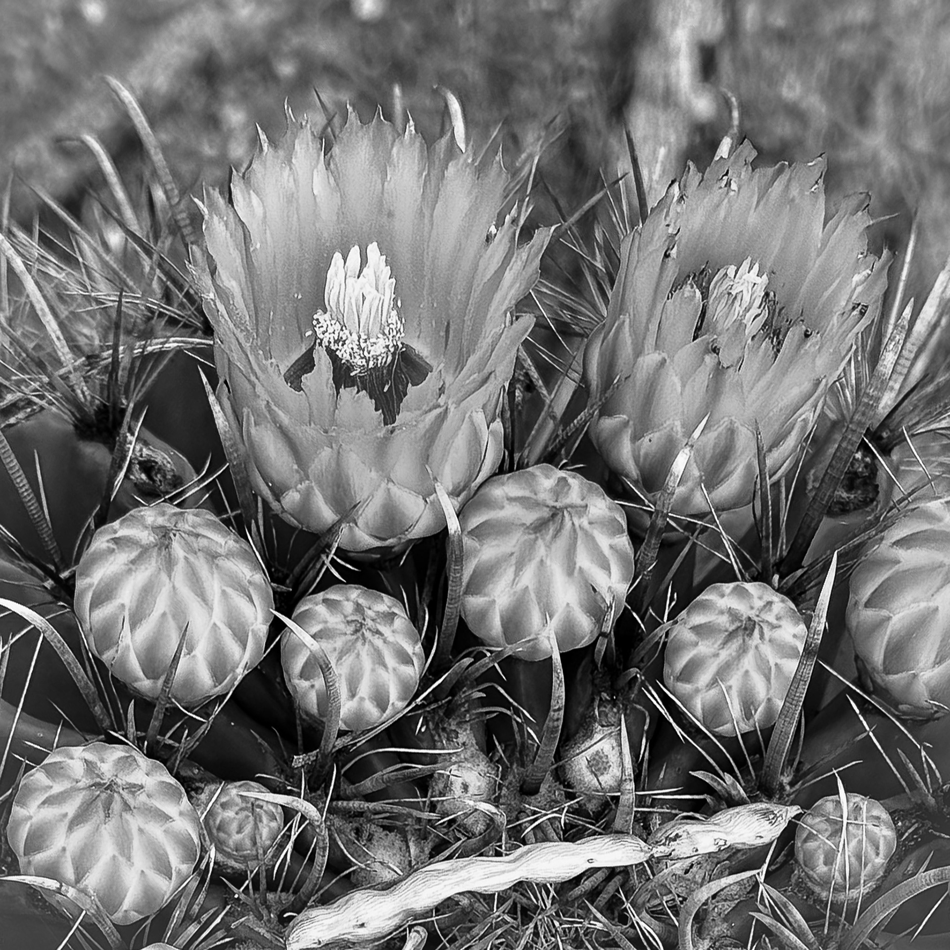 20.) Textures: Barrel Cactus in Bloom
