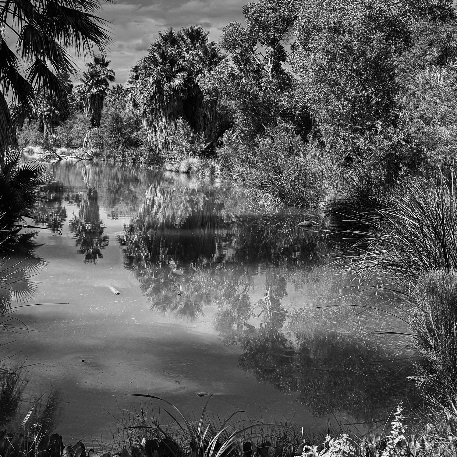 9.) The Monsoon: Fish Skims a Pond's Surface