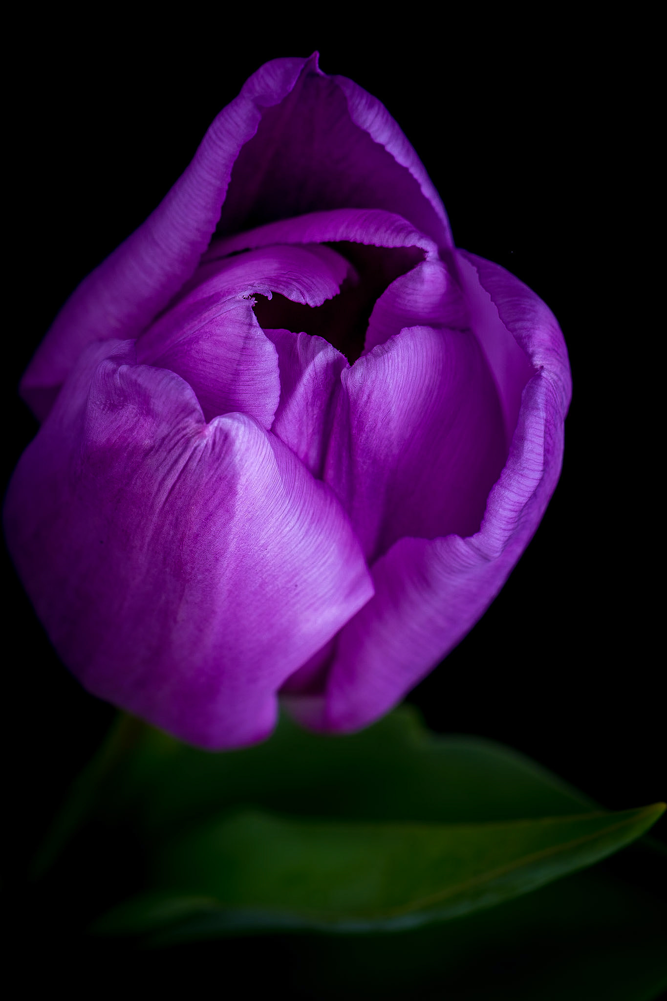 Purple Tulip