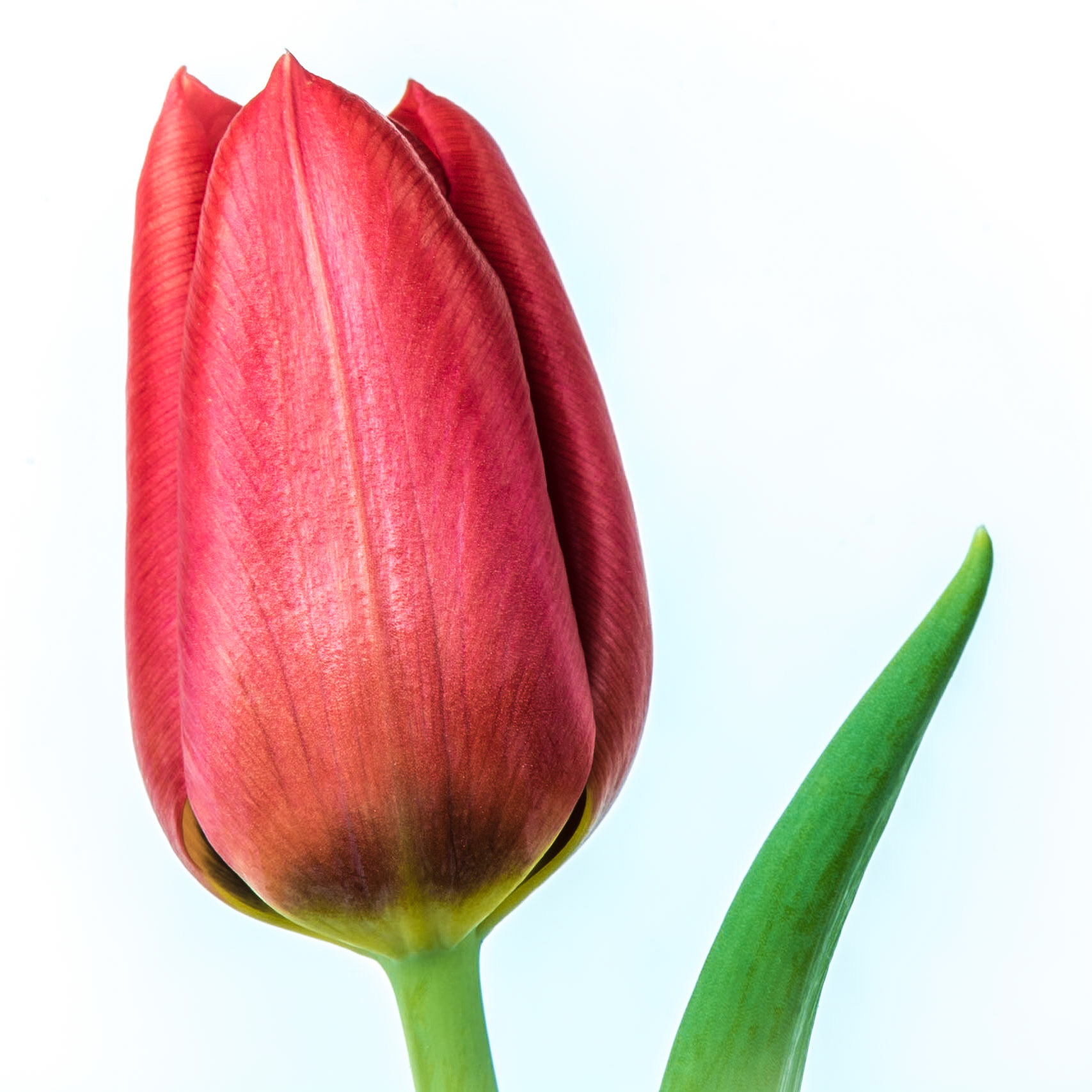 red tulip