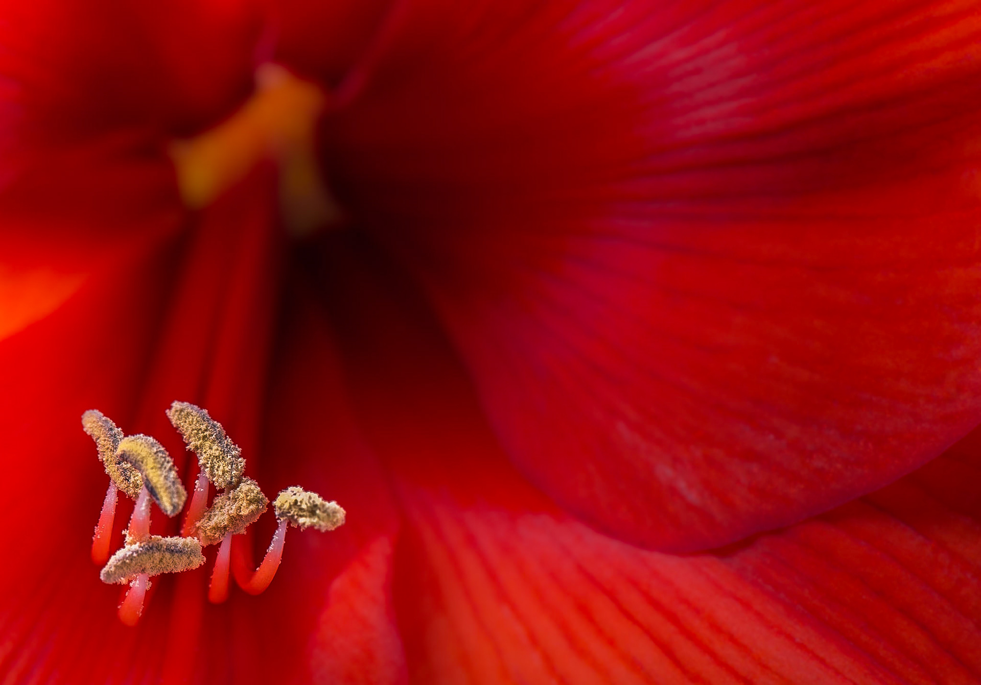 Amaryllis