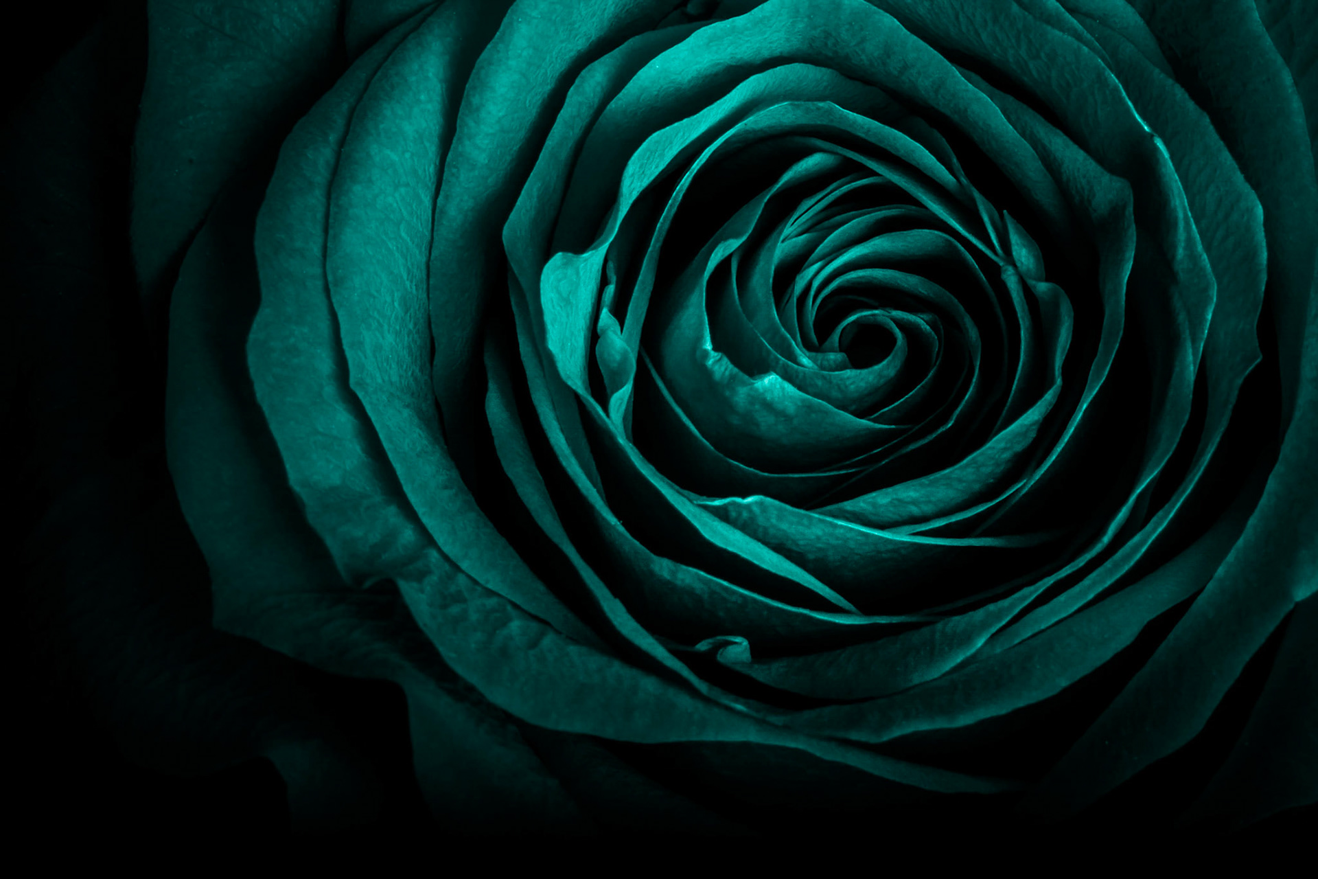 green roseDigigraphie SerieA. Epson Hot Press Bright 432x330 Serie 201. Printed: 2018-01-22 Place: Home (wystawowa) tu jest papier Natural - trzeba podmienic2. Printed: 2018-03-24 - Såld - Fabrice Angelini3. Printed: 2018-03-24 - Kerstin Odontologen - prezent od Madzi4.  Printed: 2018-04-19 - SatuB. Epson  Hot Press Brightl 560x432 Serie 201 Printed: 2018-01-22  - Basia 2.