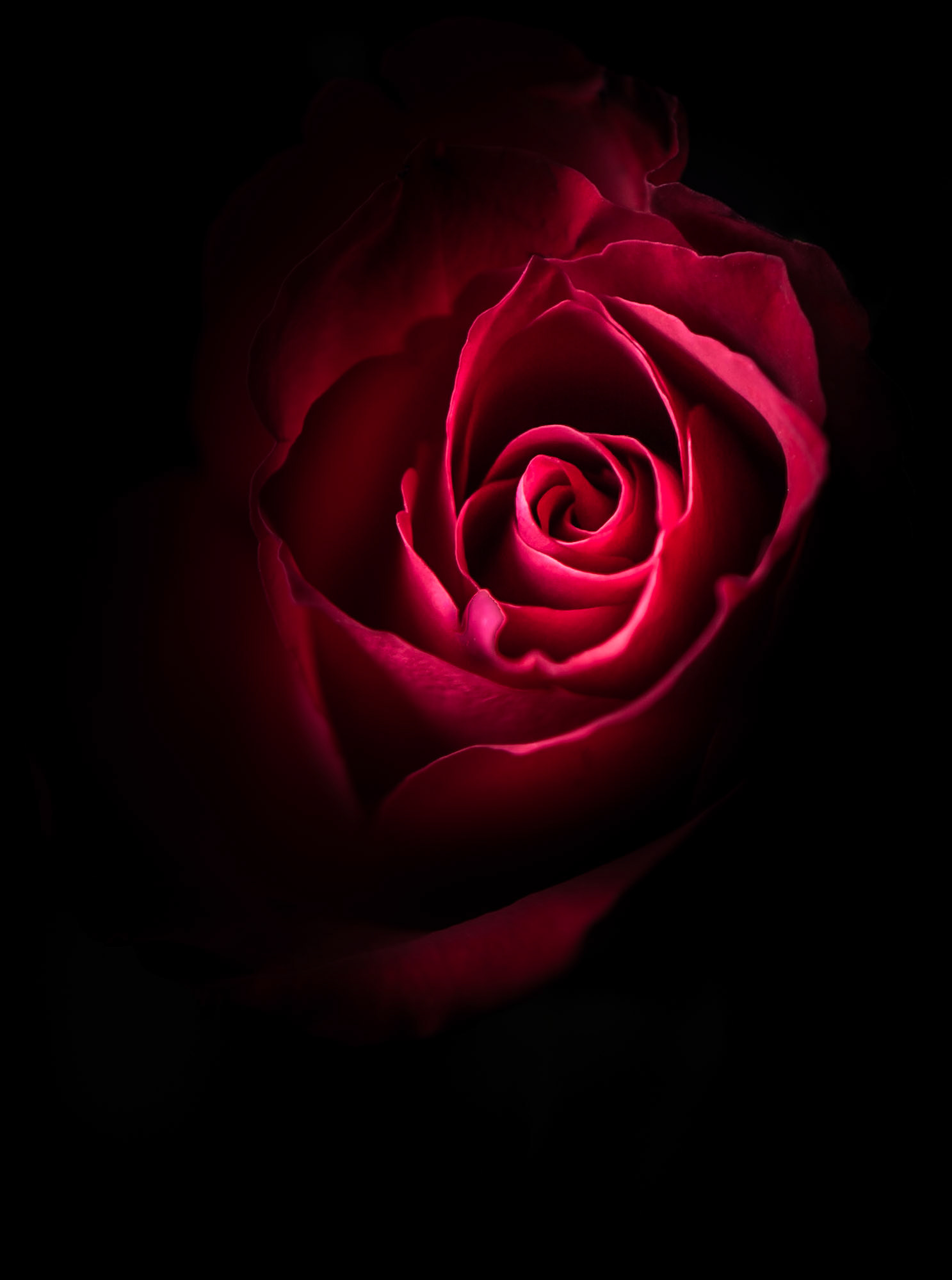 red roseDigigraphie SerieA. Epson Cold Press Natural 560x432 Serie 101. Printed: 2019-02-10 Satu Oinas