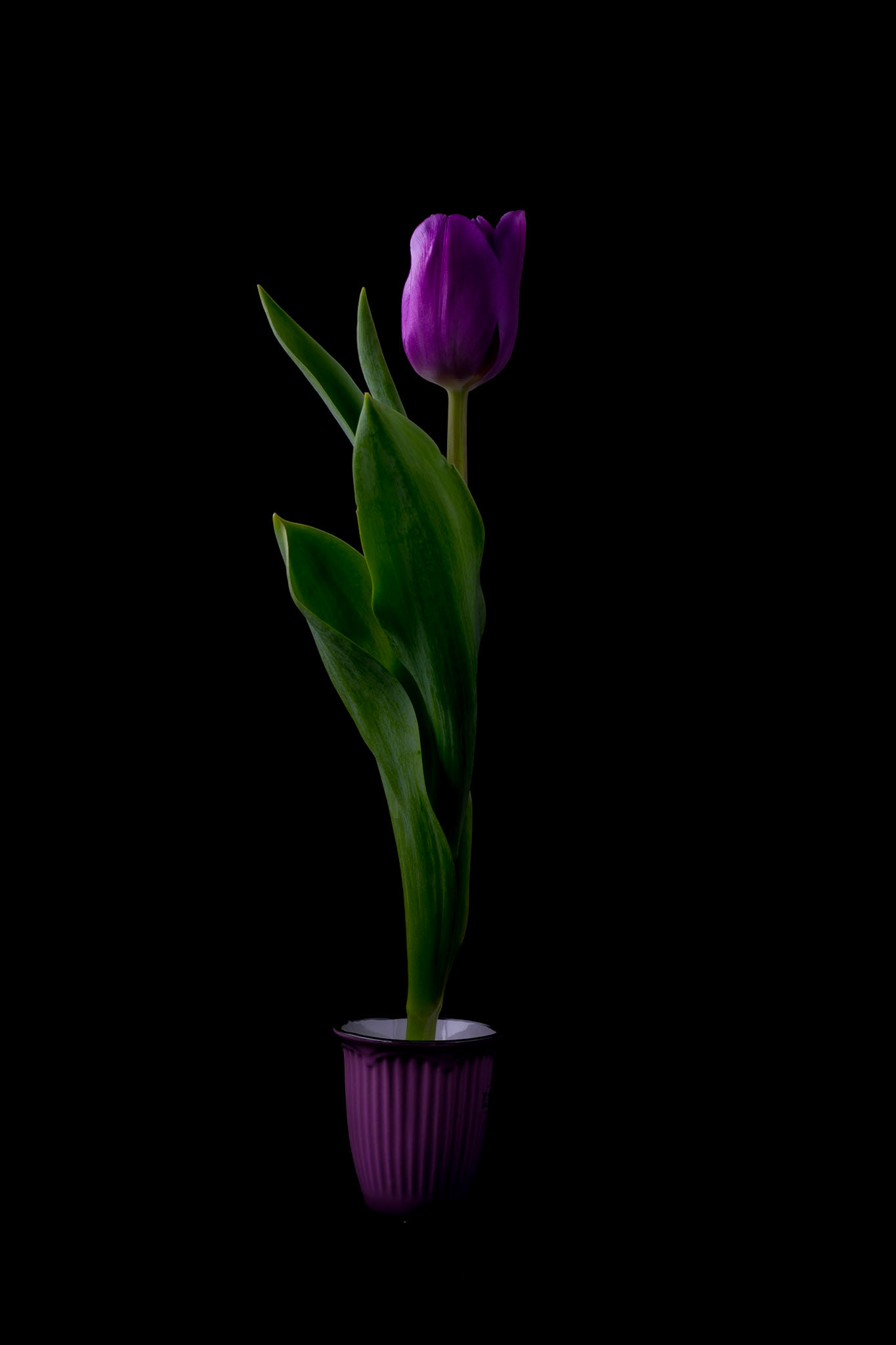 Tulip