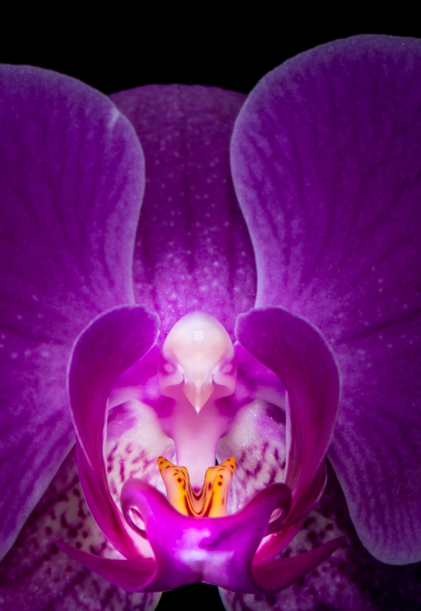 Purlple Orchid