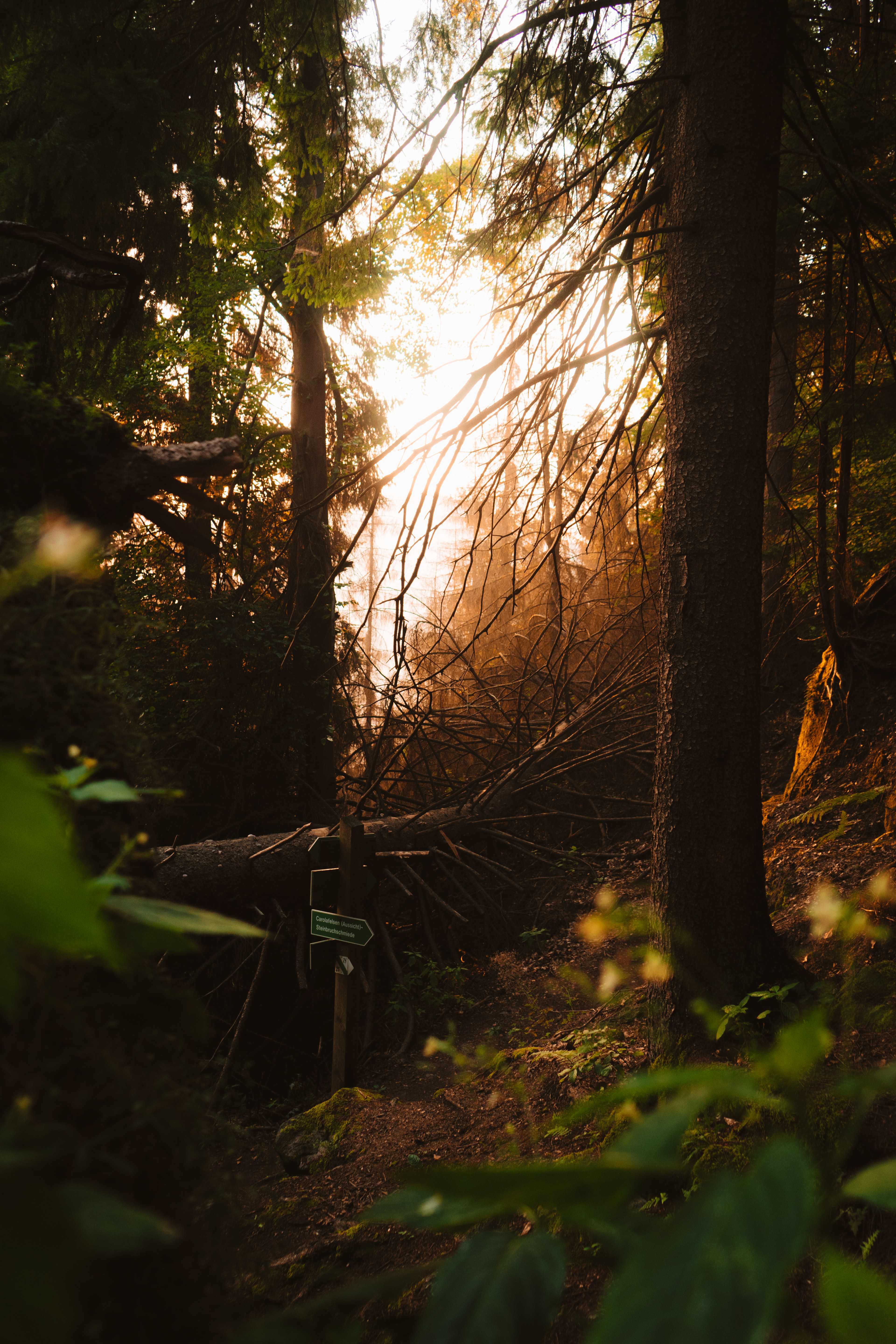 Wanderweg am Morgen