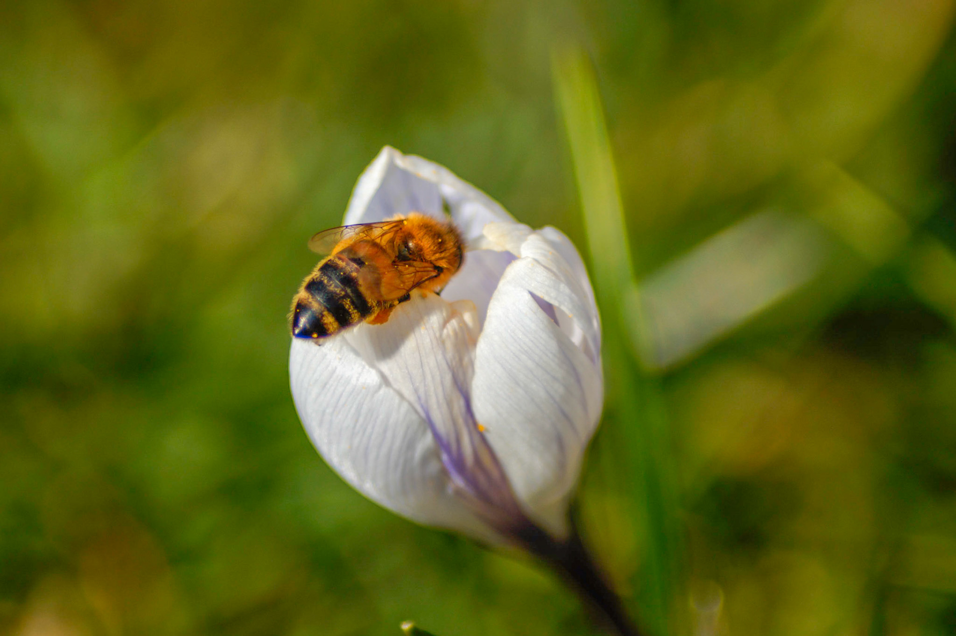 Biene im Frühling
