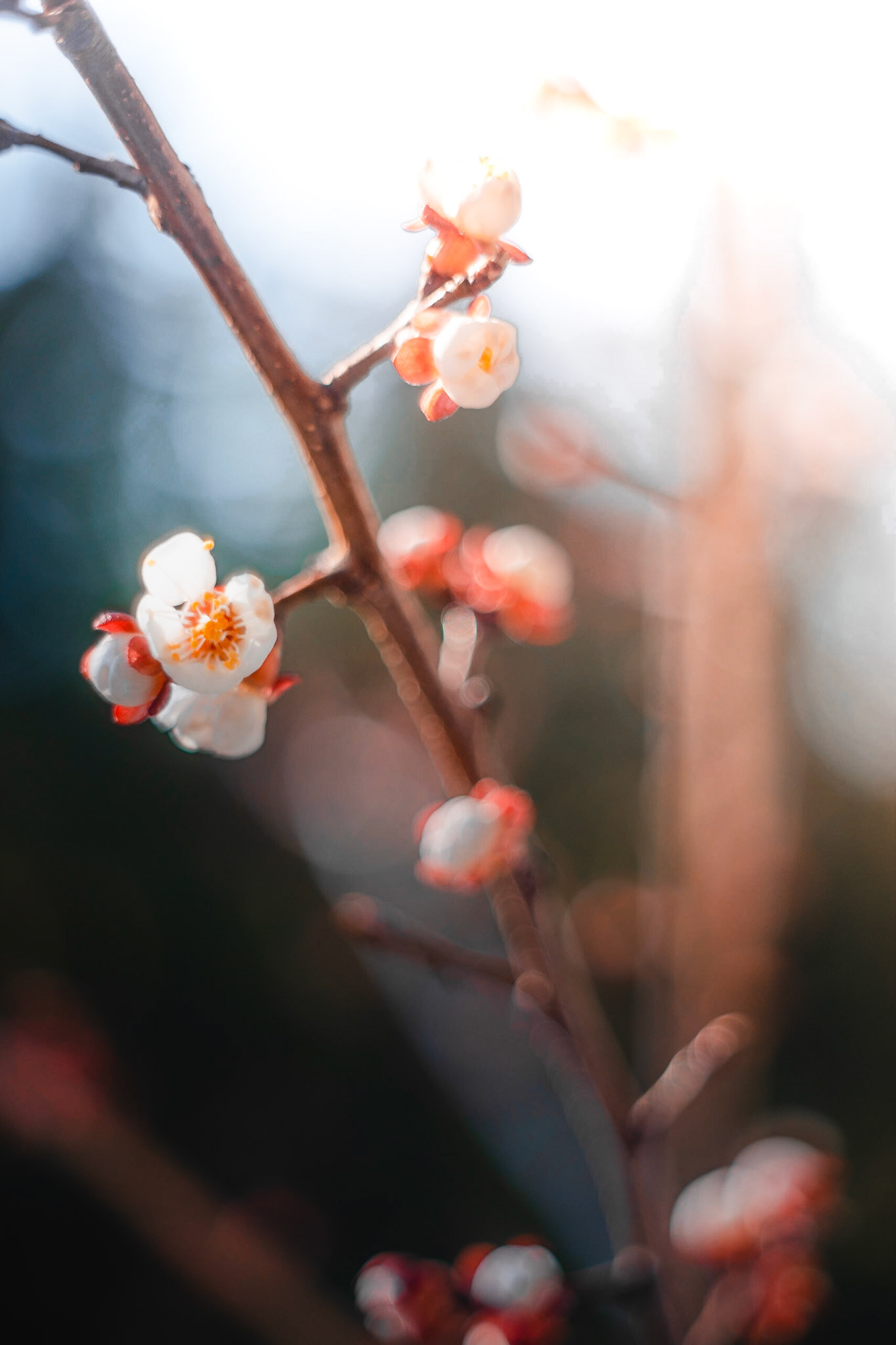 Kirschblüten