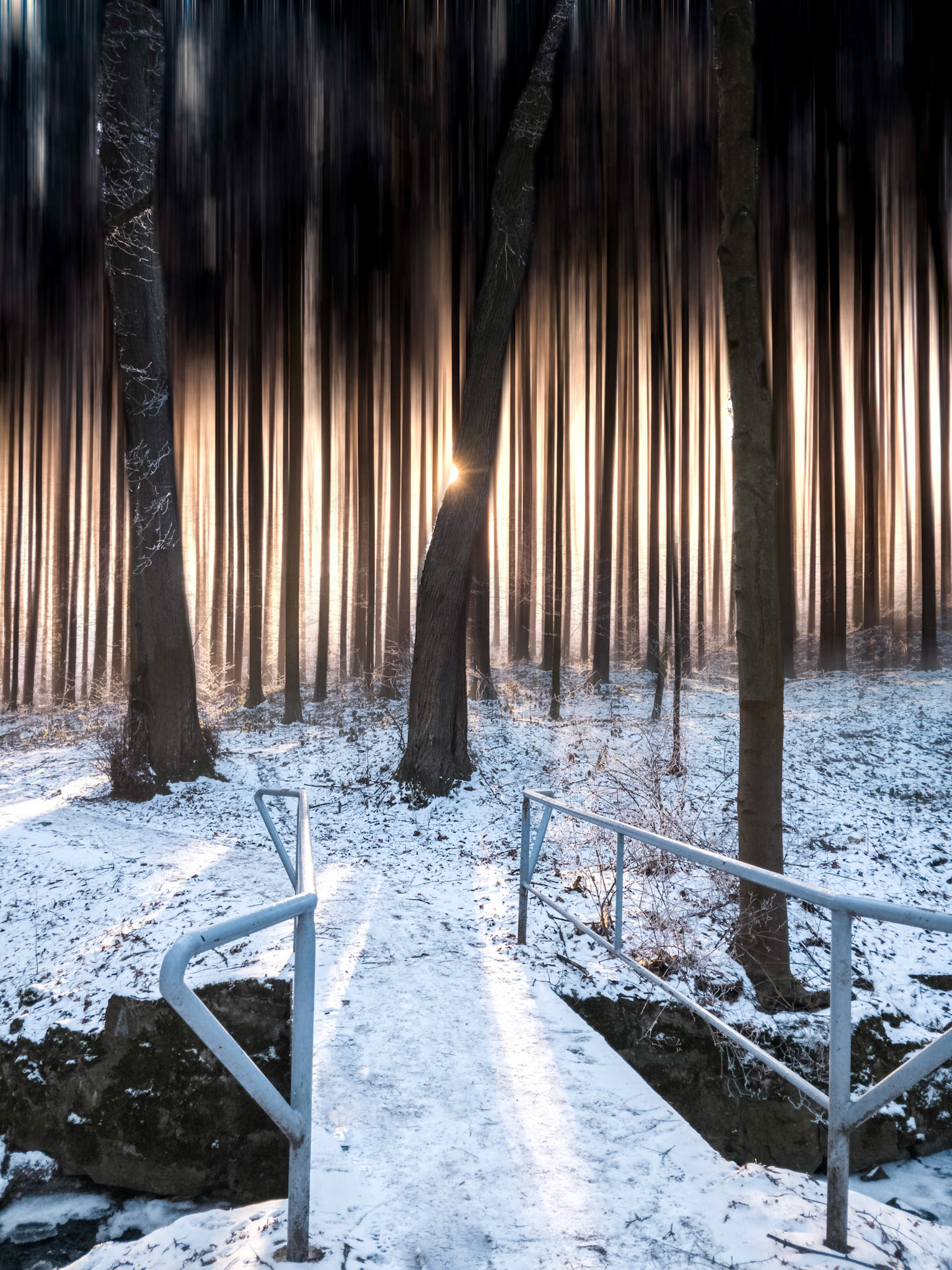 Herrnhuter Wald